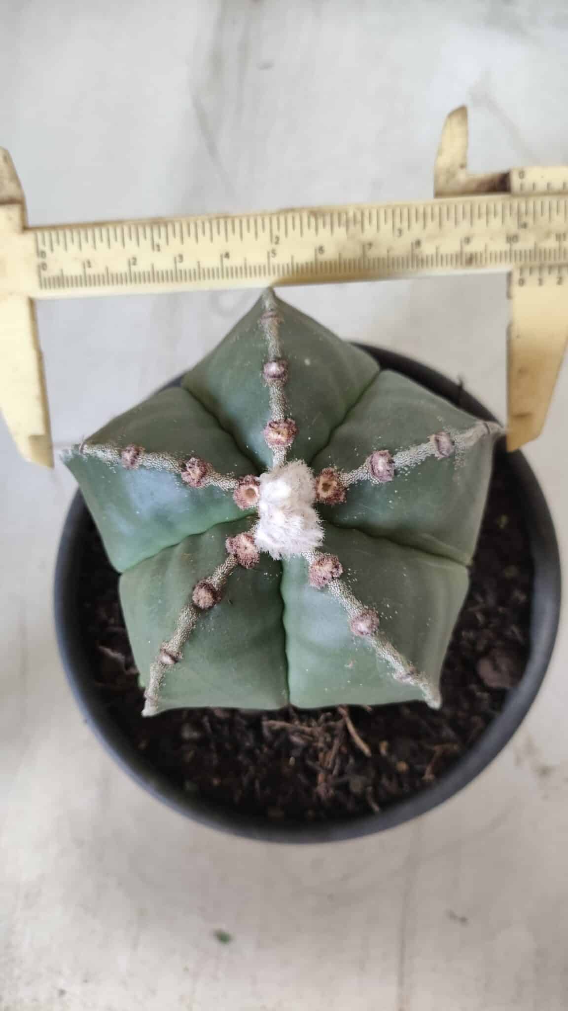 ASTROPHYTUM MYRIOSTIGMA Nº 700 – vaso 15