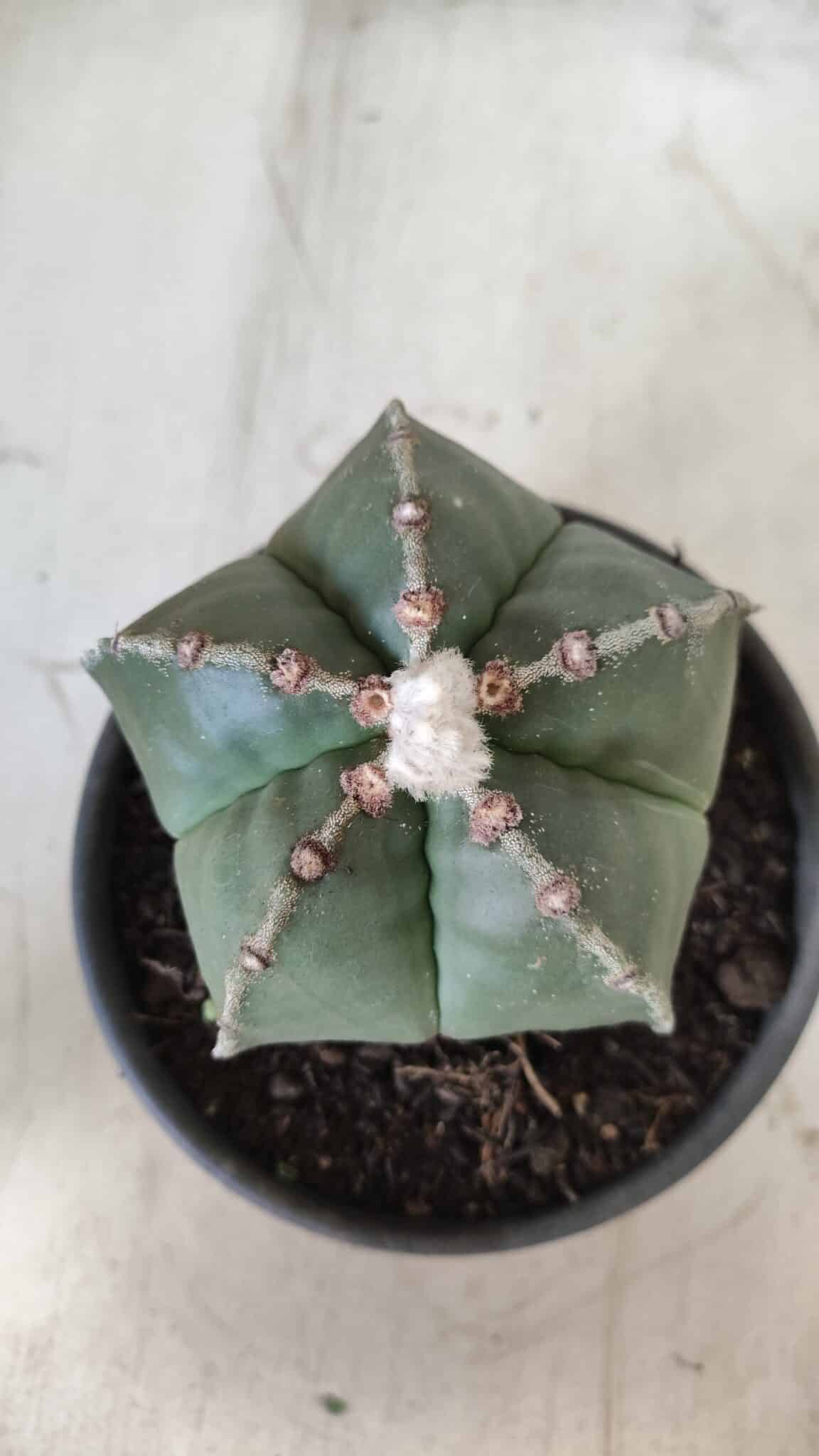 ASTROPHYTUM MYRIOSTIGMA Nº 700 – vaso 15