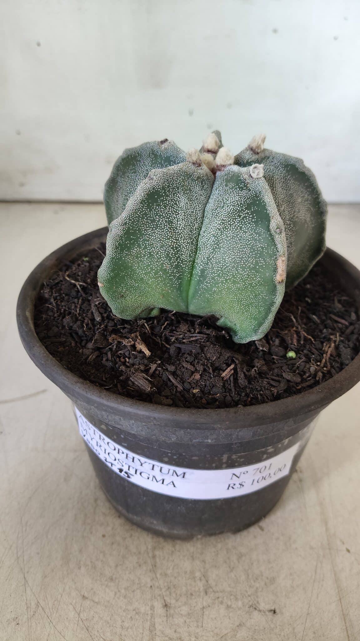 ASTROPHYTUM MYRIOSTIGMA Nº 701 – vaso 15