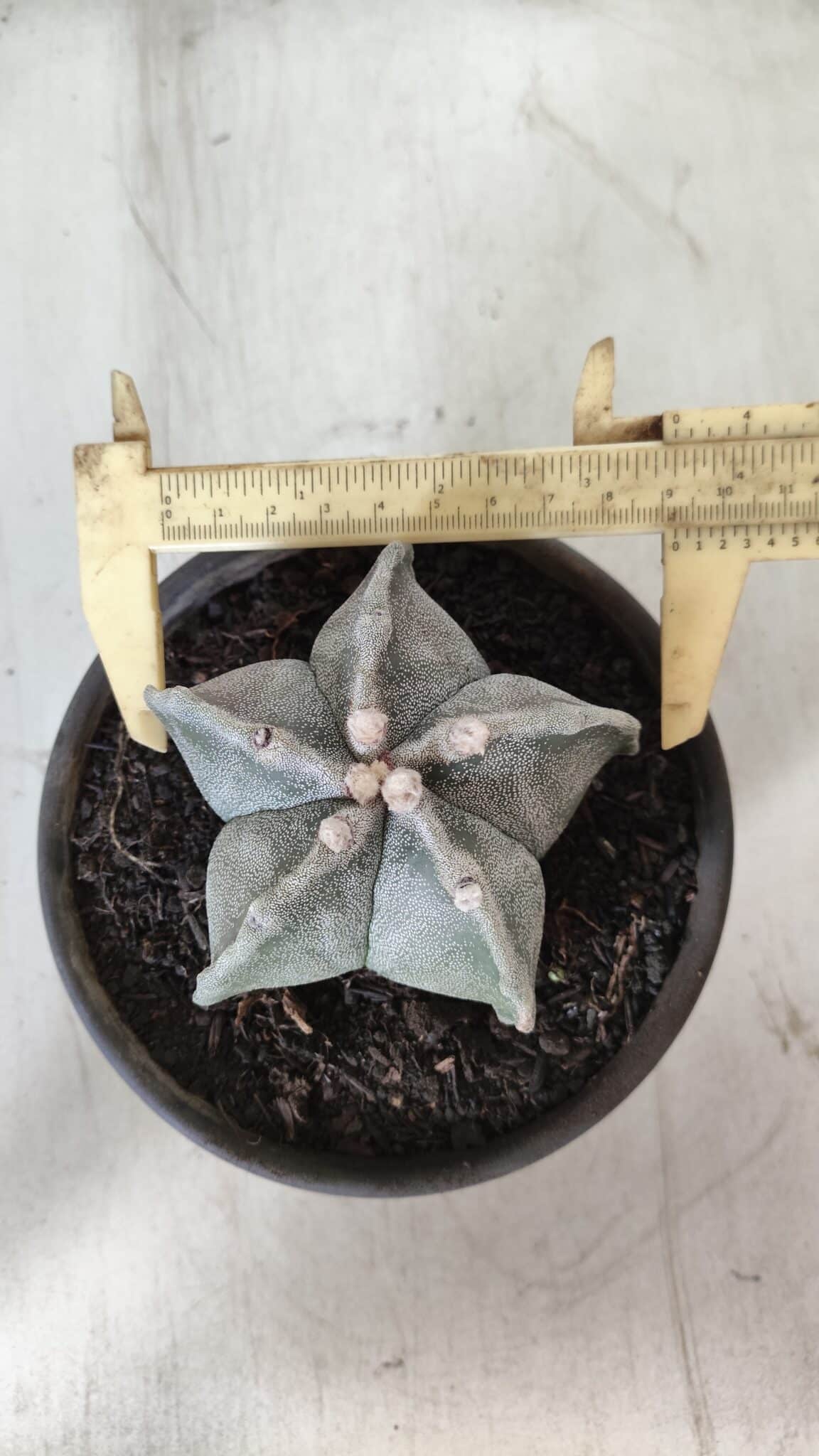 ASTROPHYTUM MYRIOSTIGMA Nº 701 – vaso 15