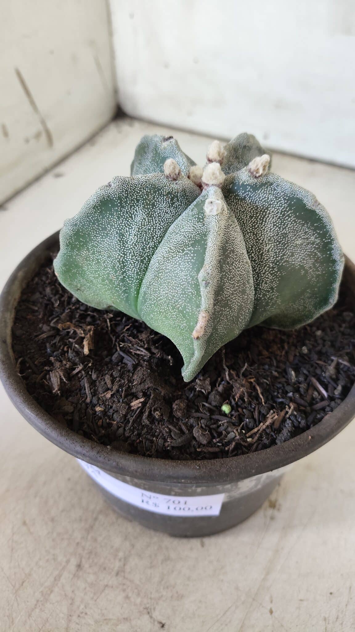 ASTROPHYTUM MYRIOSTIGMA Nº 701 – vaso 15