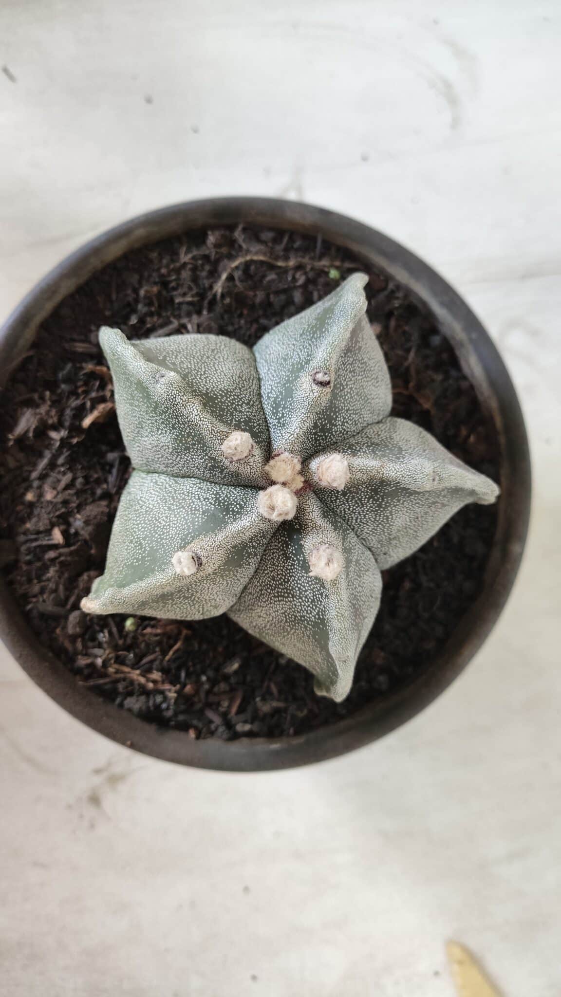 ASTROPHYTUM MYRIOSTIGMA Nº 701 – vaso 15