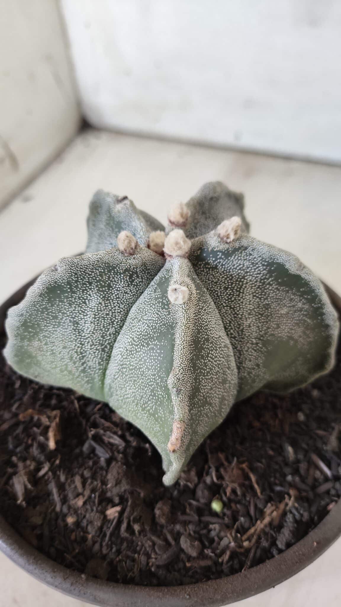 ASTROPHYTUM MYRIOSTIGMA Nº 701 – vaso 15