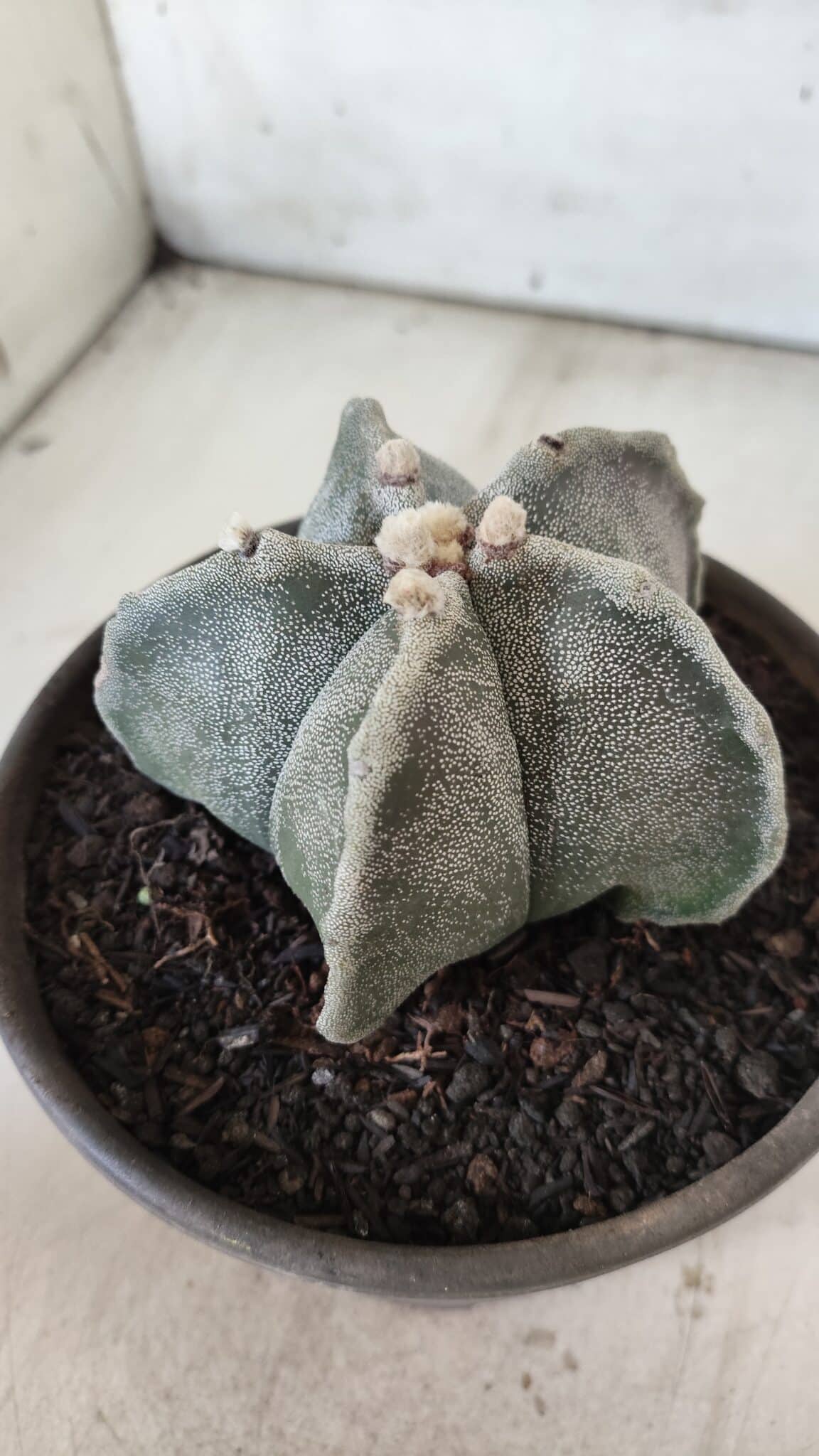 ASTROPHYTUM MYRIOSTIGMA Nº 701 – vaso 15