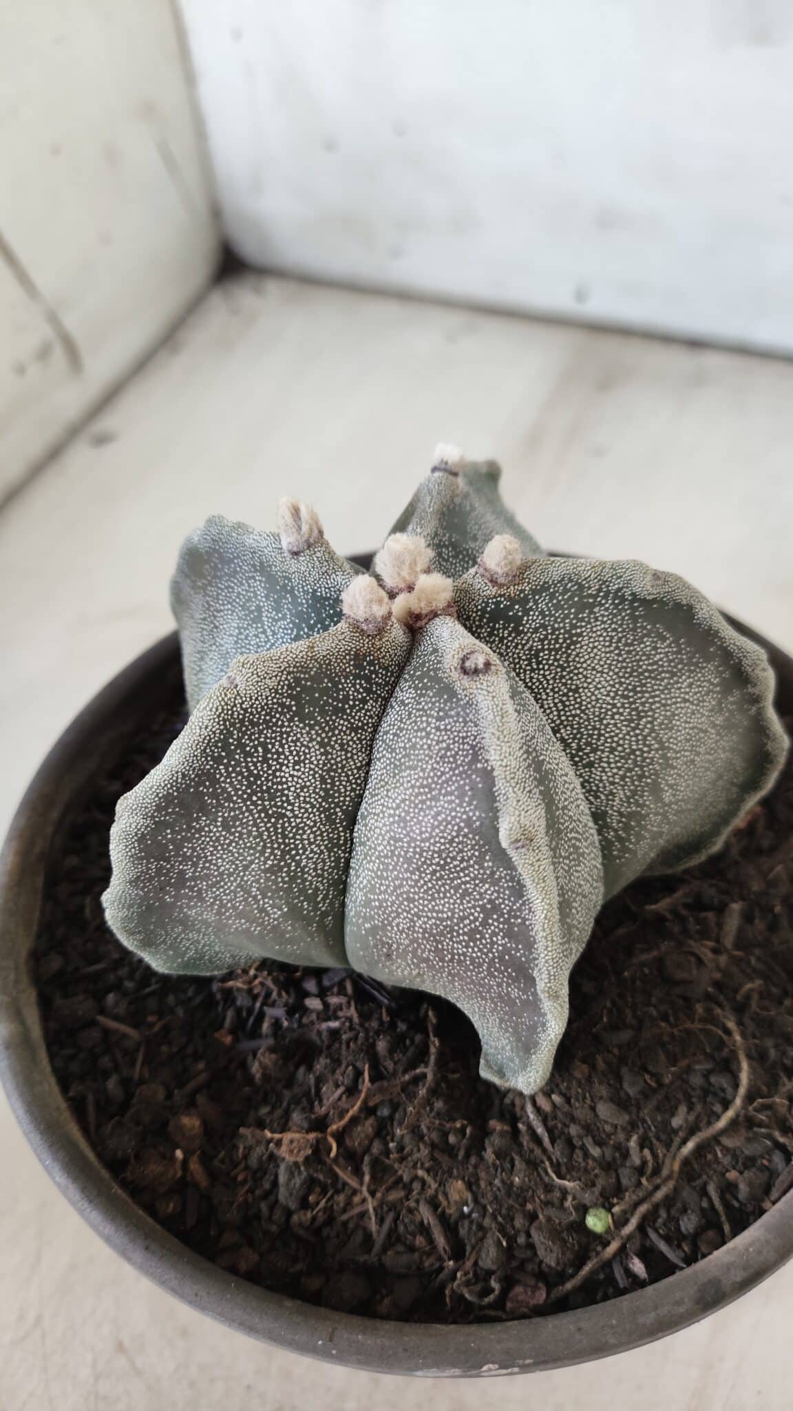 ASTROPHYTUM MYRIOSTIGMA Nº 701 – vaso 15