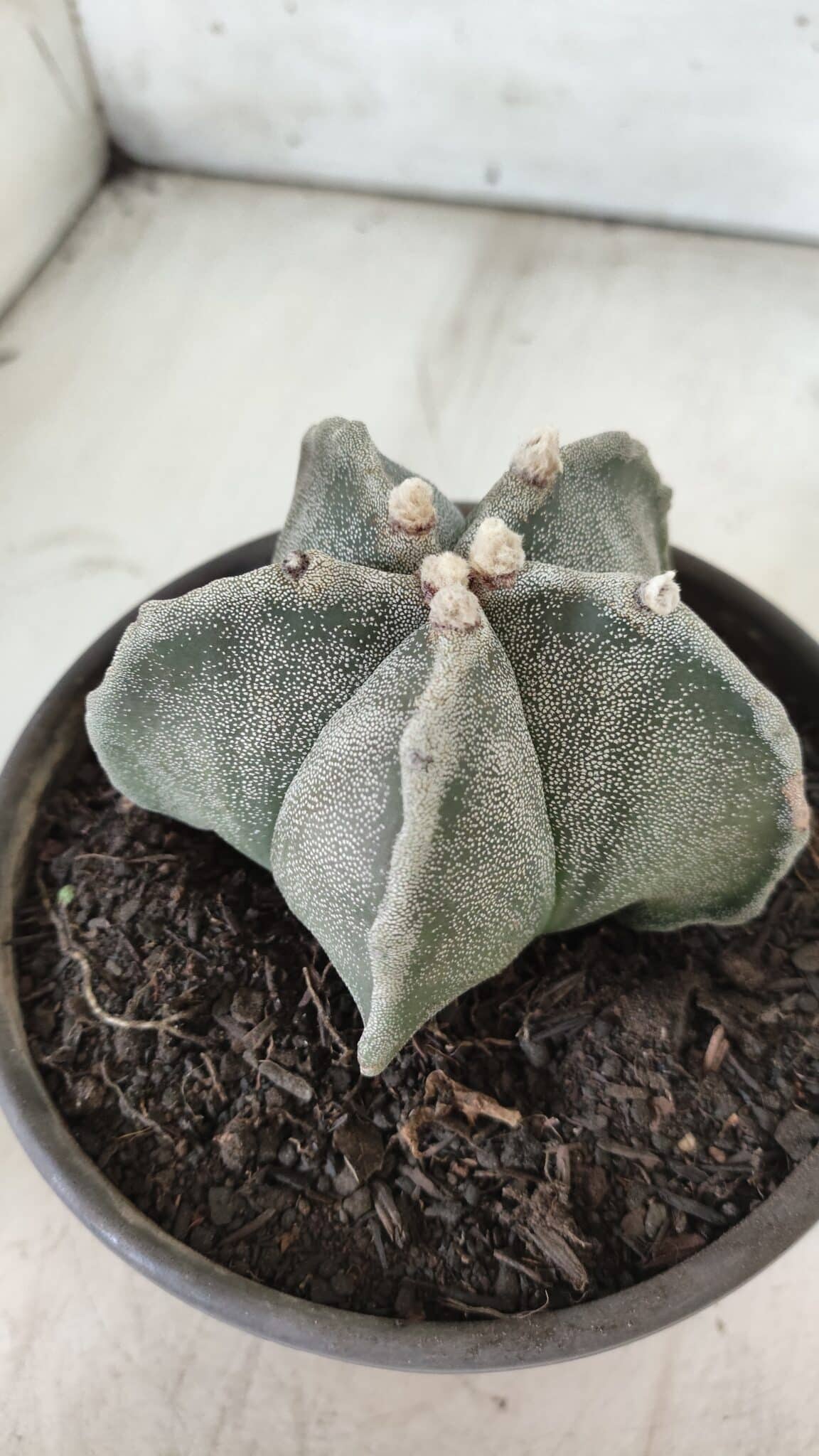 ASTROPHYTUM MYRIOSTIGMA Nº 701 – vaso 15