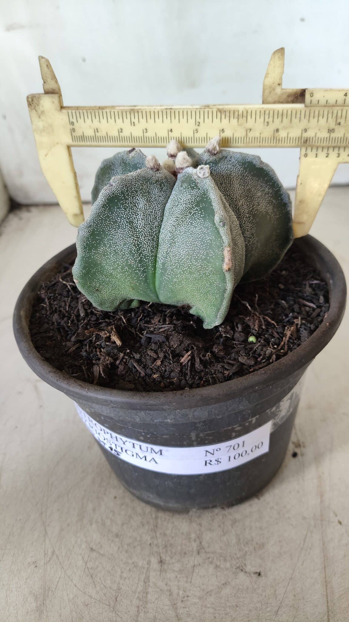 ASTROPHYTUM MYRIOSTIGMA Nº 701 – vaso 15