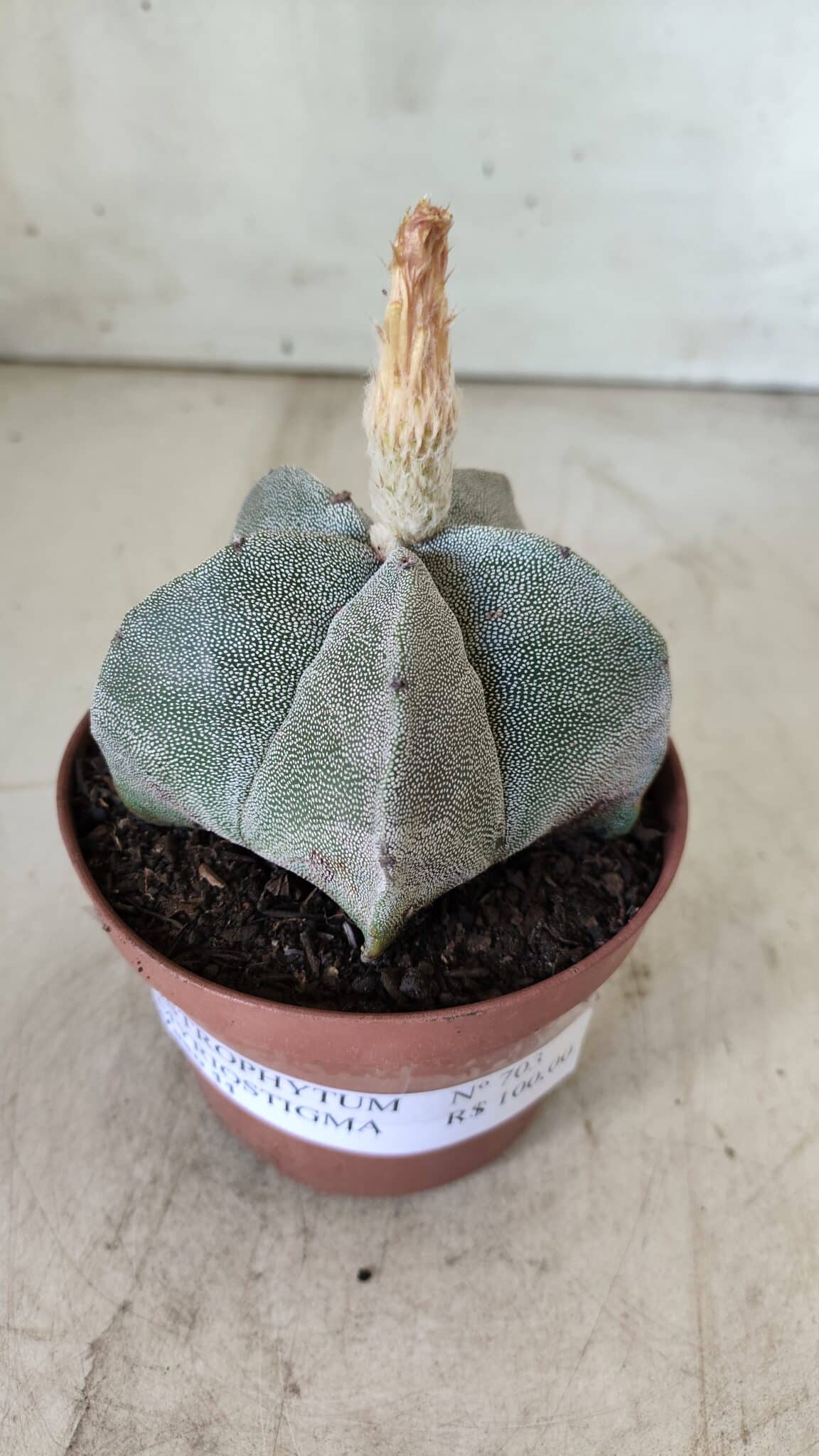 ASTROPHYTUM MYRIOSTIGMA Nº 703 – vaso 11