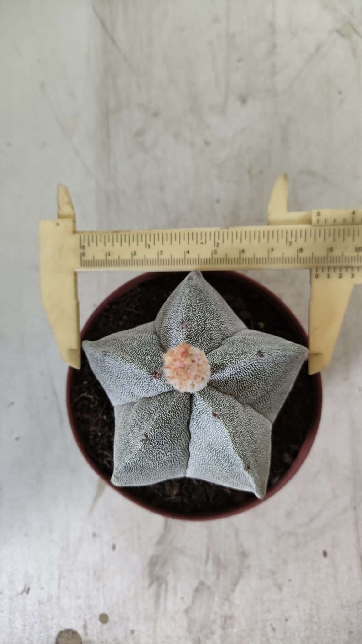 ASTROPHYTUM MYRIOSTIGMA Nº 703 – vaso 11