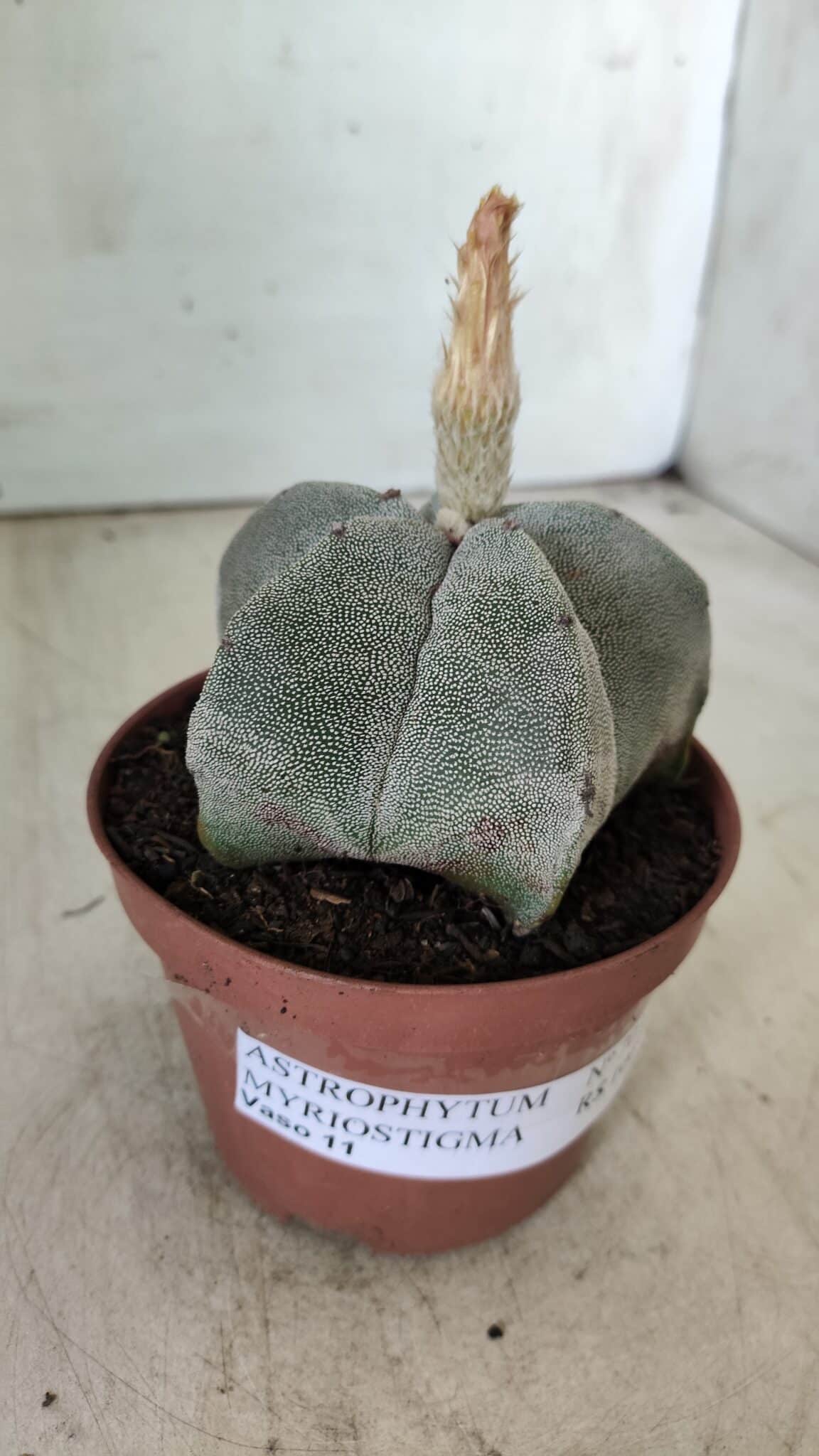 ASTROPHYTUM MYRIOSTIGMA Nº 703 – vaso 11