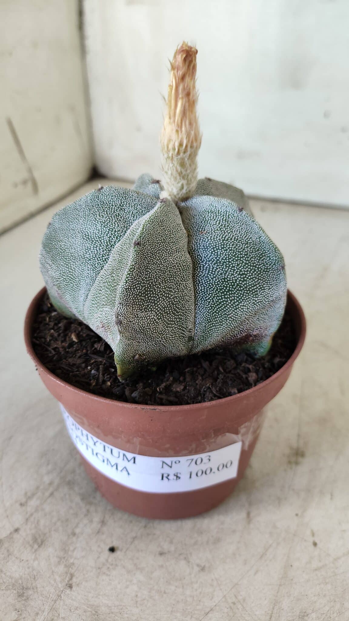 ASTROPHYTUM MYRIOSTIGMA Nº 703 – vaso 11