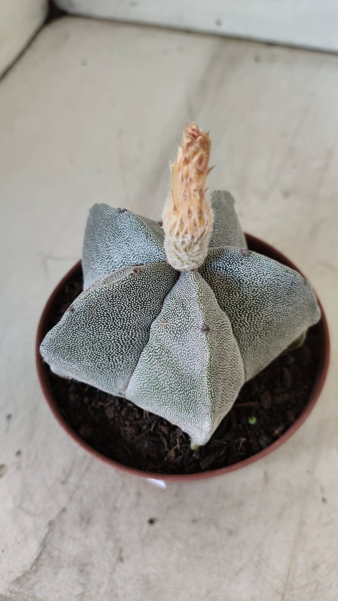 ASTROPHYTUM MYRIOSTIGMA Nº 703 – vaso 11