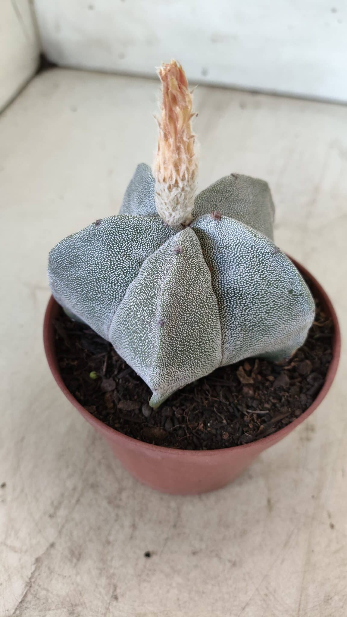 ASTROPHYTUM MYRIOSTIGMA Nº 703 – vaso 11