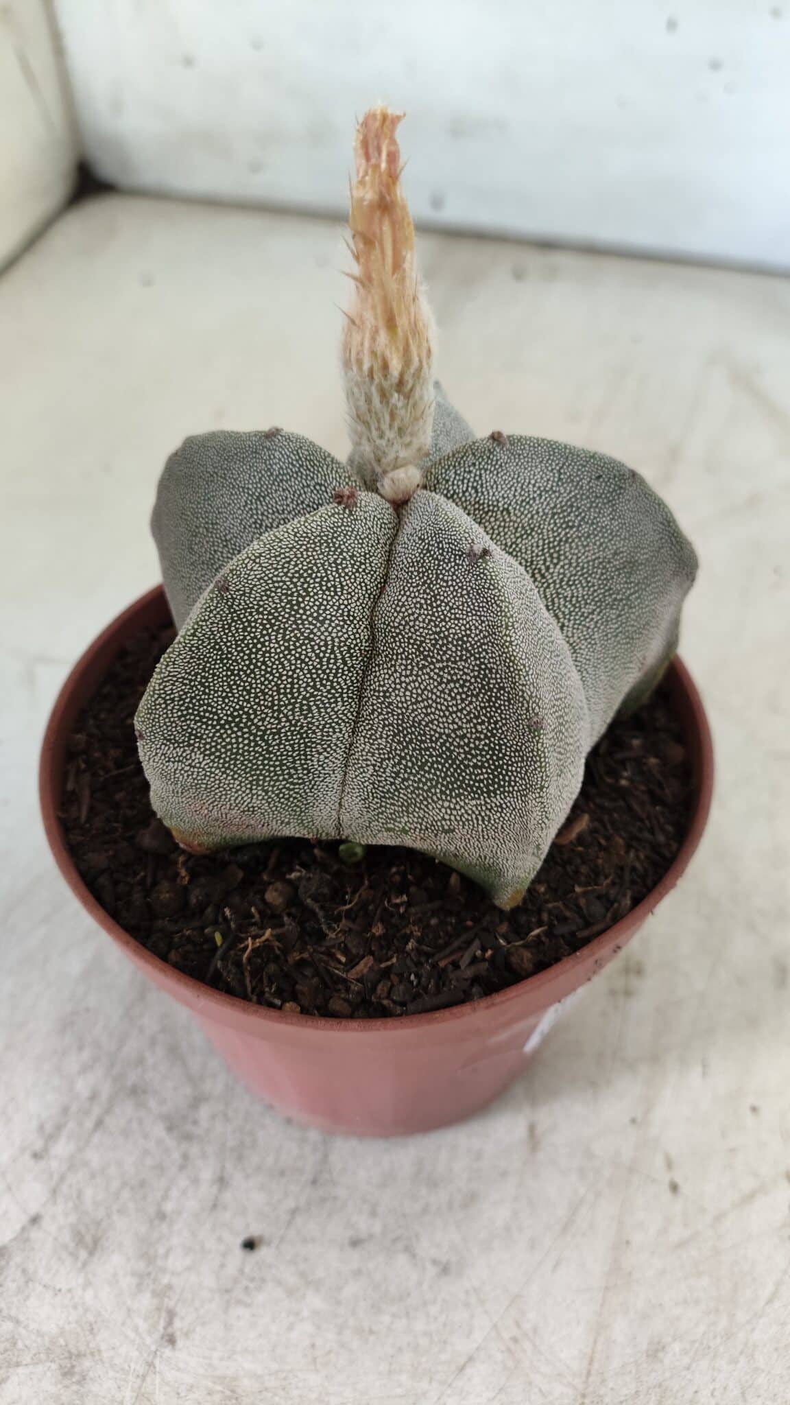 ASTROPHYTUM MYRIOSTIGMA Nº 703 – vaso 11