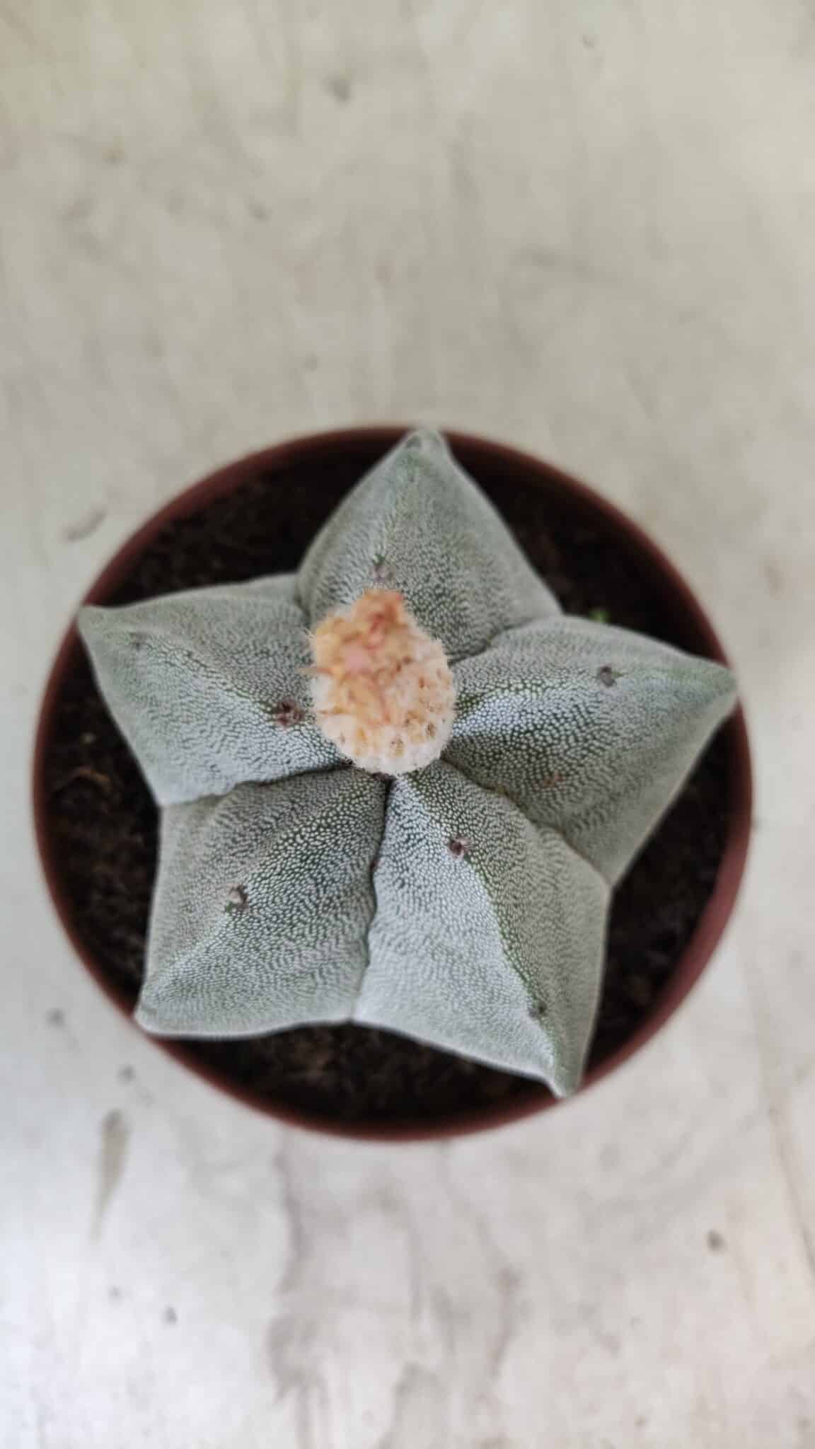 ASTROPHYTUM MYRIOSTIGMA Nº 703 – vaso 11