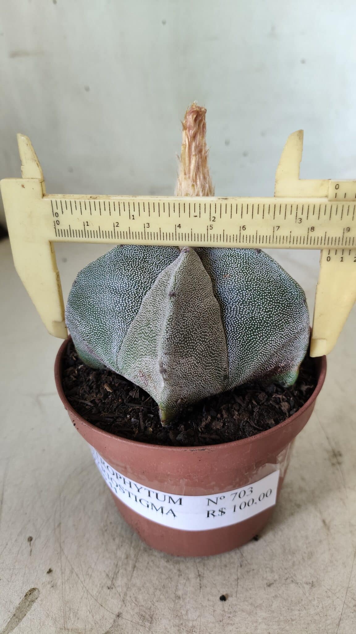 ASTROPHYTUM MYRIOSTIGMA Nº 703 – vaso 11