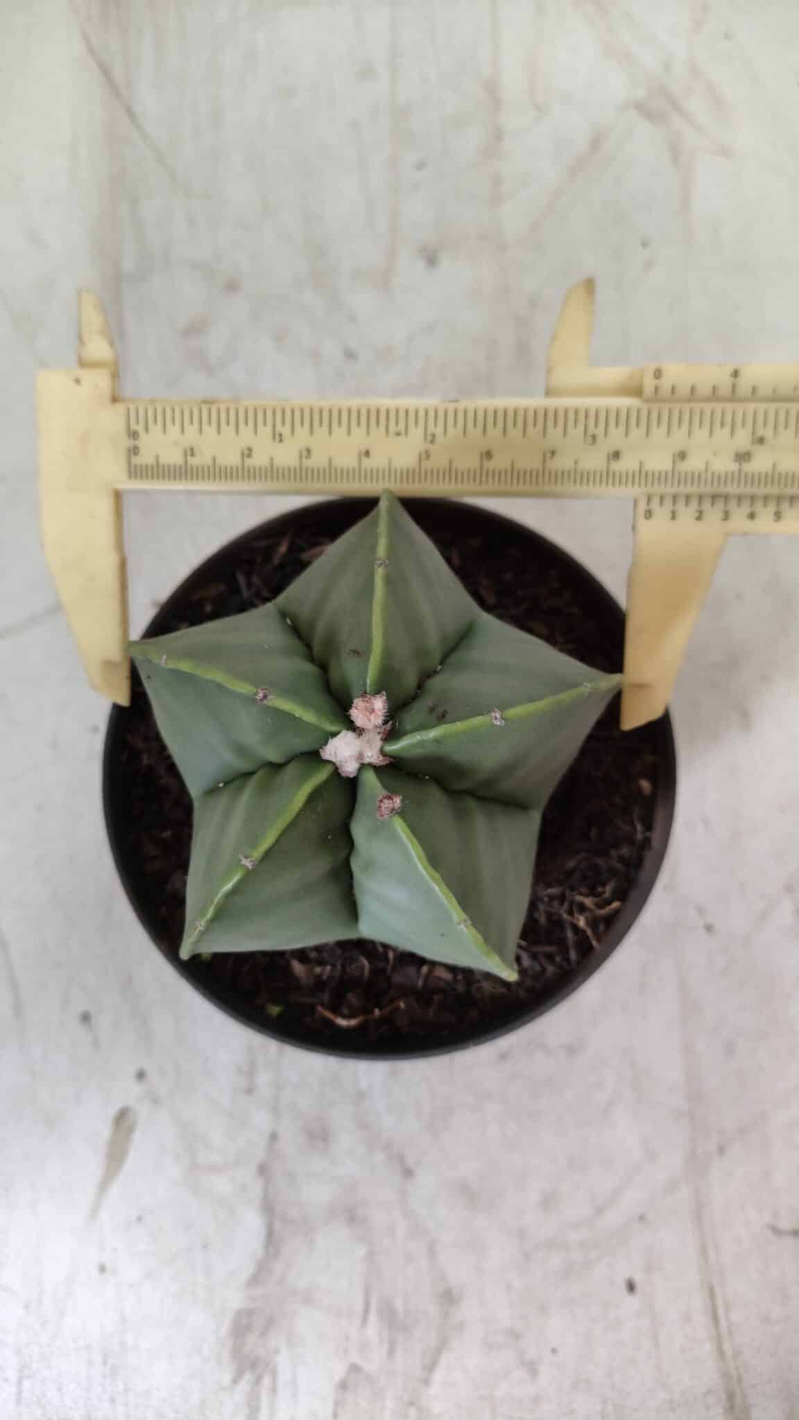 ASTROPHYTUM MYRIOSTIGMA Nº 704 "Nudum" – vaso 11