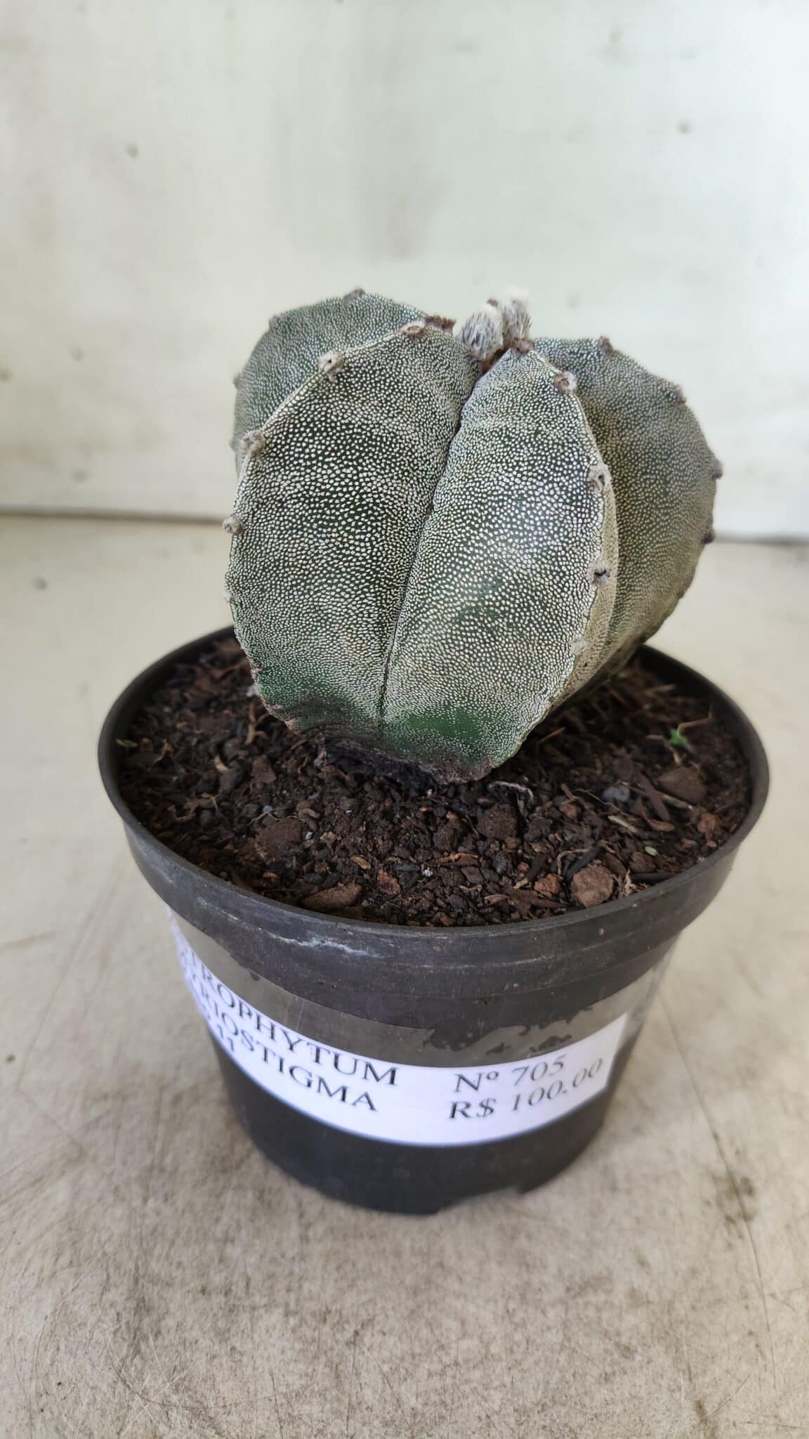 ASTROPHYTUM MYRIOSTIGMA Nº 705 – vaso 11