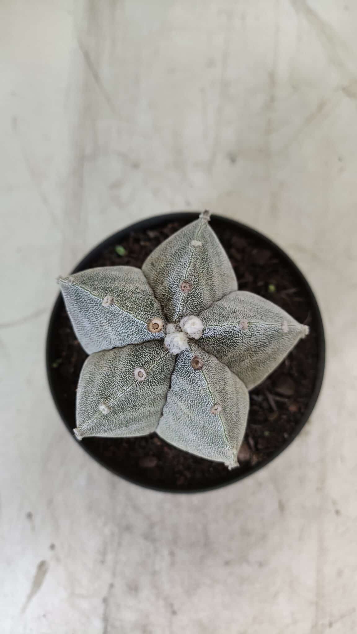 ASTROPHYTUM MYRIOSTIGMA Nº 705 – vaso 11