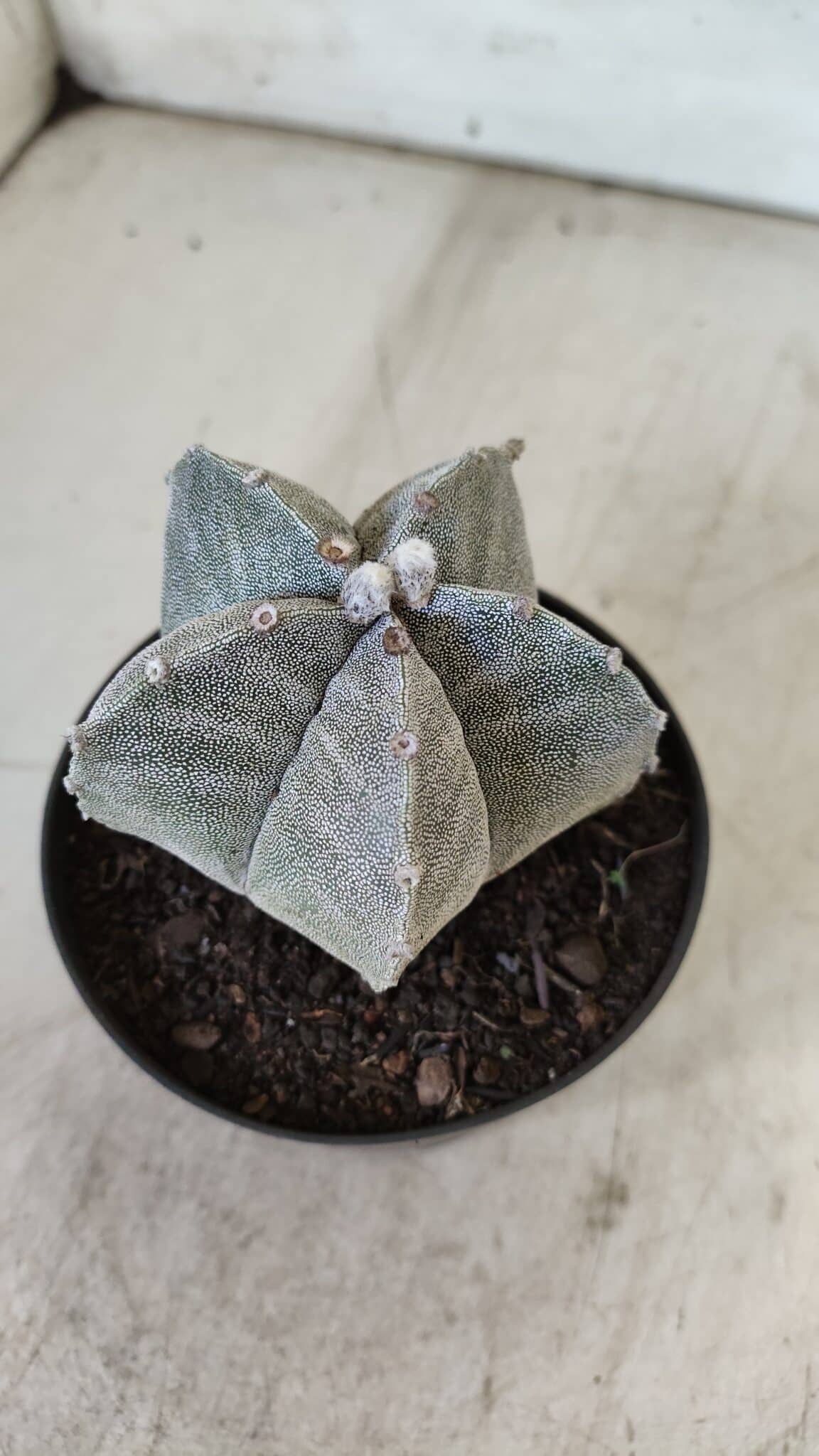 ASTROPHYTUM MYRIOSTIGMA Nº 705 – vaso 11
