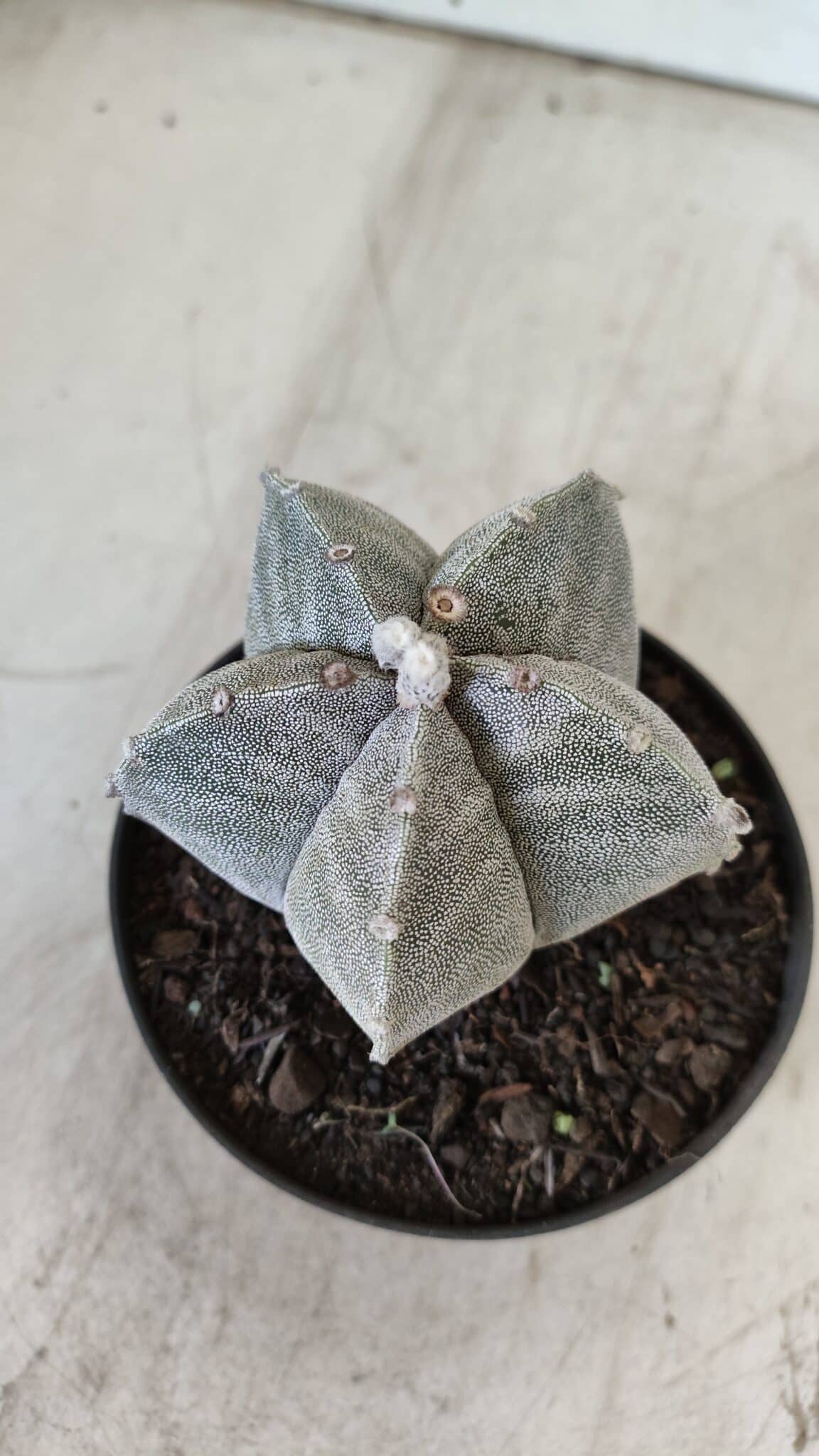 ASTROPHYTUM MYRIOSTIGMA Nº 705 – vaso 11