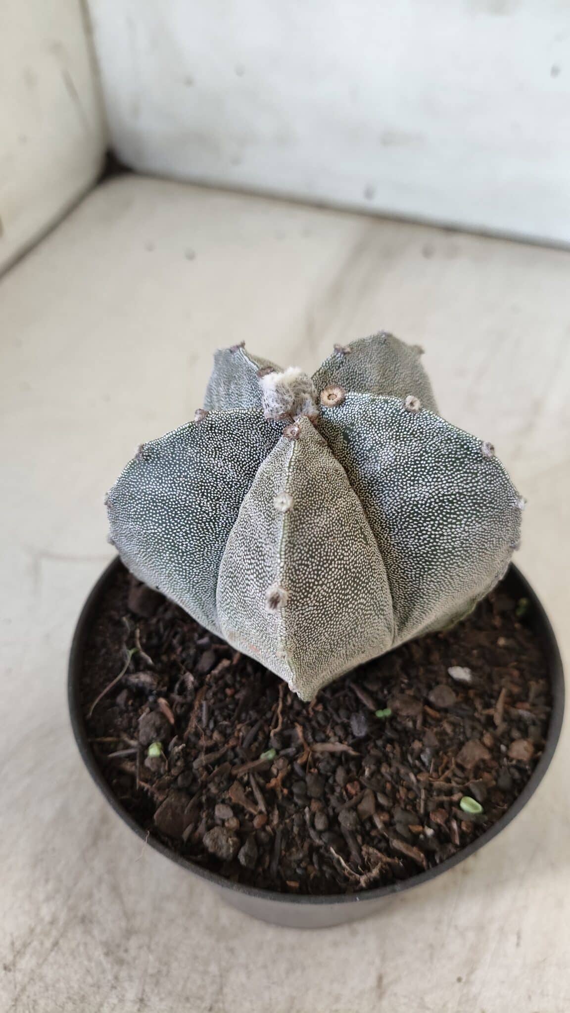 ASTROPHYTUM MYRIOSTIGMA Nº 705 – vaso 11