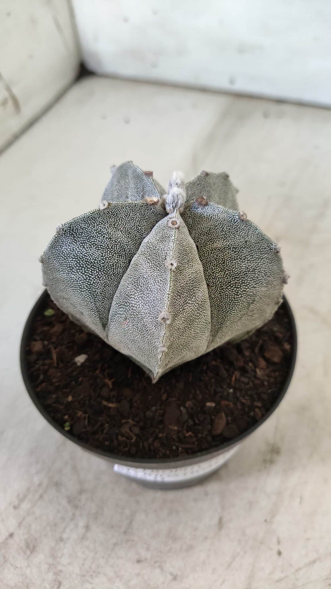 ASTROPHYTUM MYRIOSTIGMA Nº 705 – vaso 11