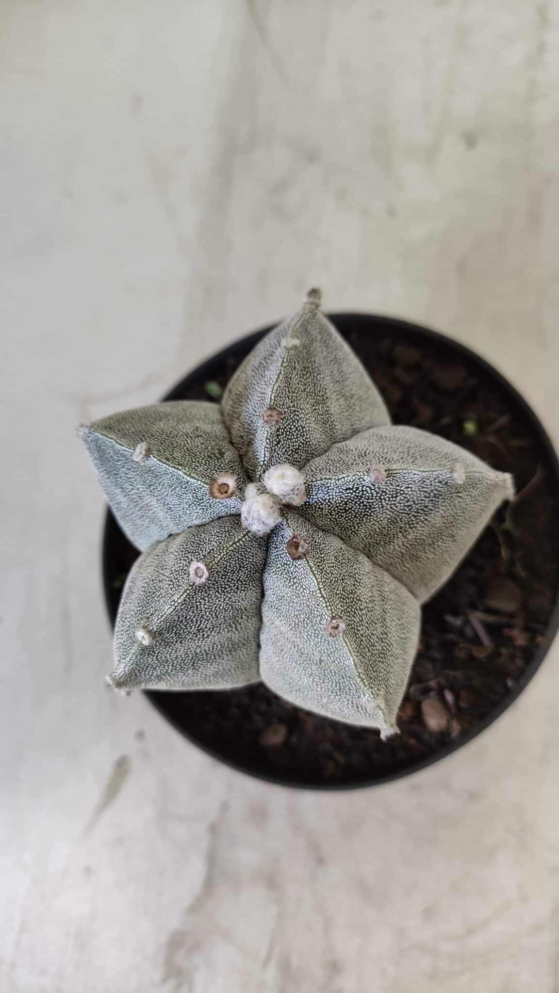 ASTROPHYTUM MYRIOSTIGMA Nº 705 – vaso 11