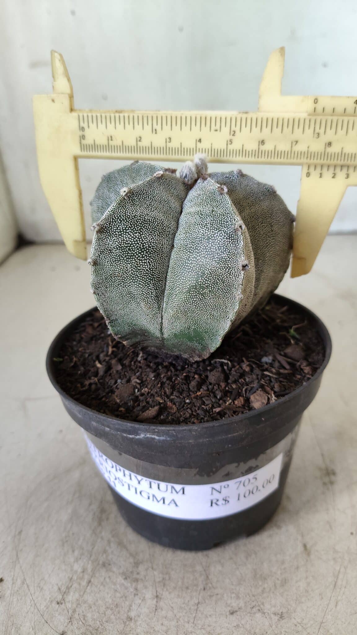 ASTROPHYTUM MYRIOSTIGMA Nº 705 – vaso 11