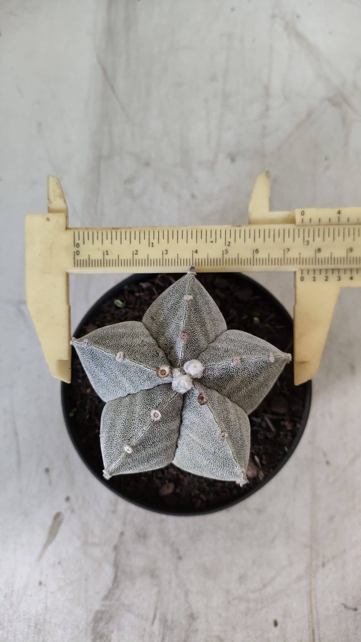 ASTROPHYTUM MYRIOSTIGMA Nº 705 – vaso 11