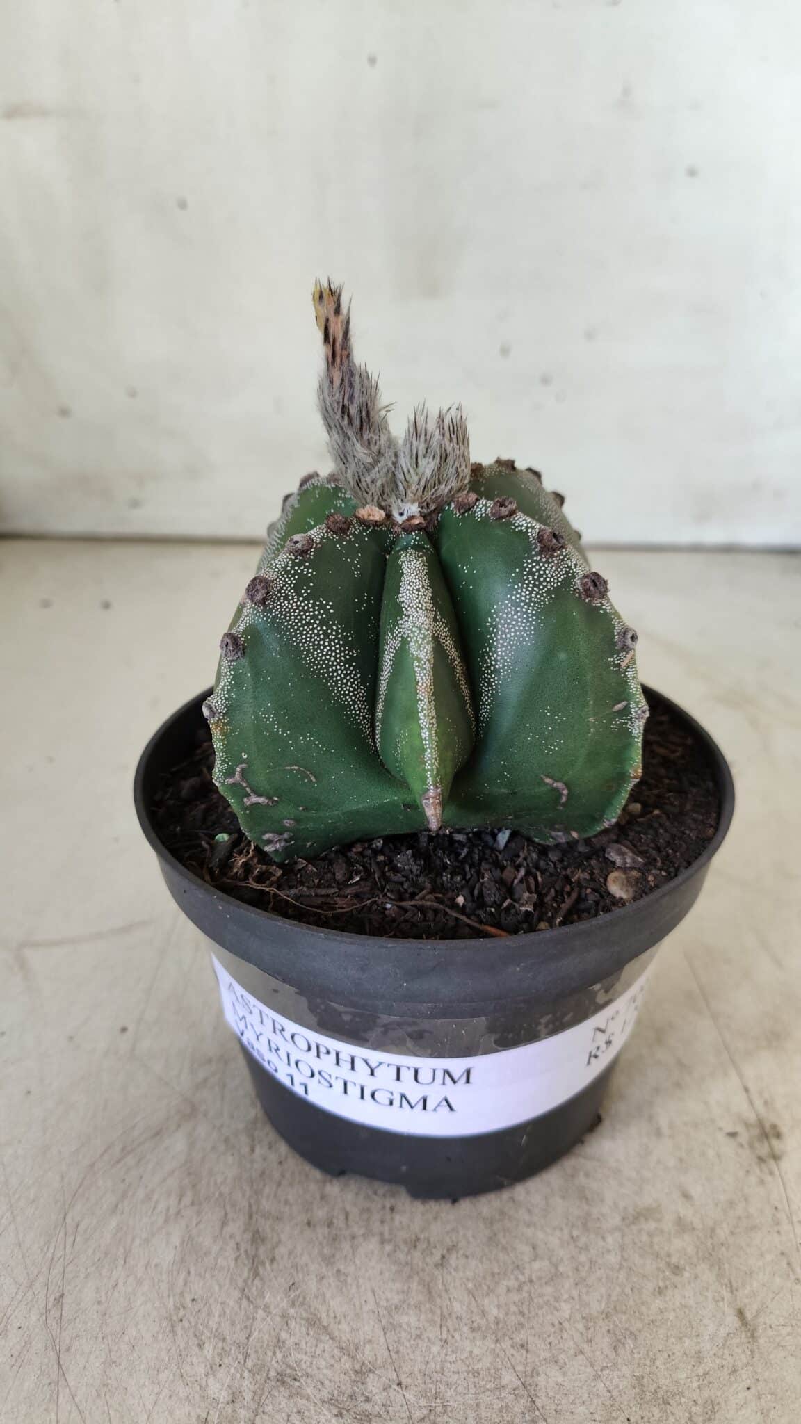 ASTROPHYTUM MYRIOSTIGMA Nº 706 – vaso 11