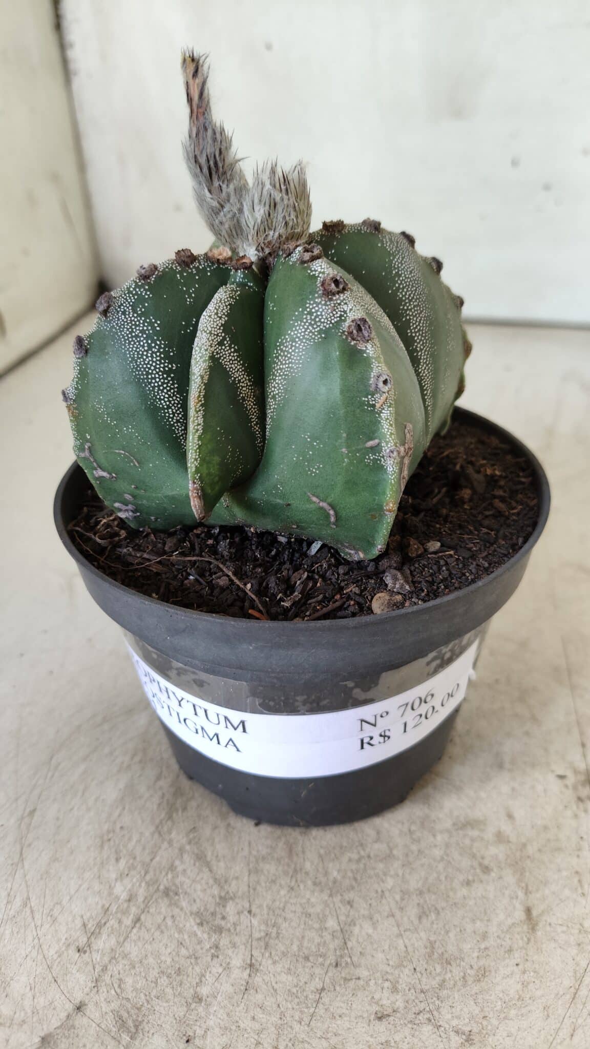 ASTROPHYTUM MYRIOSTIGMA Nº 706 – vaso 11
