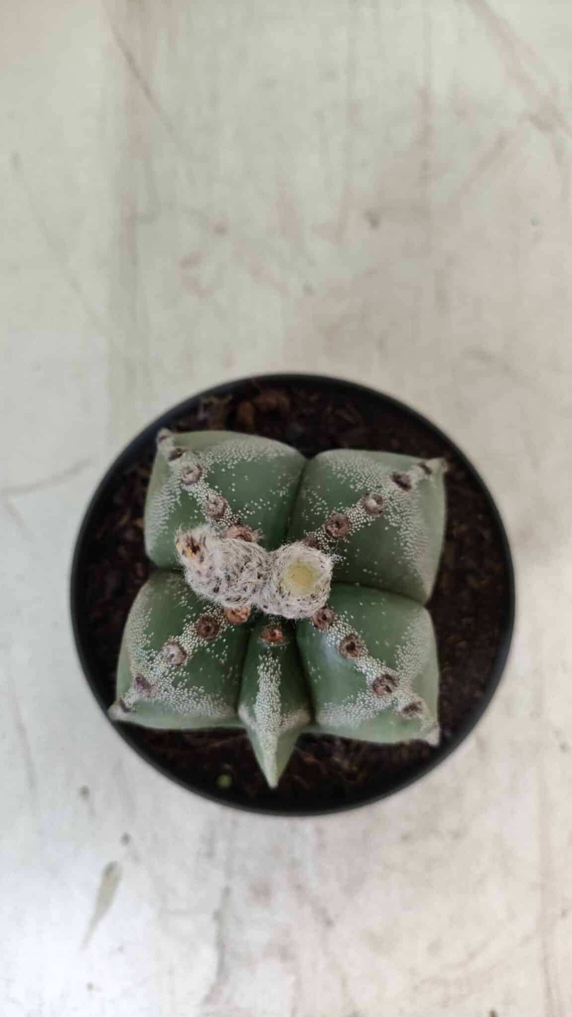 ASTROPHYTUM MYRIOSTIGMA Nº 706 – vaso 11