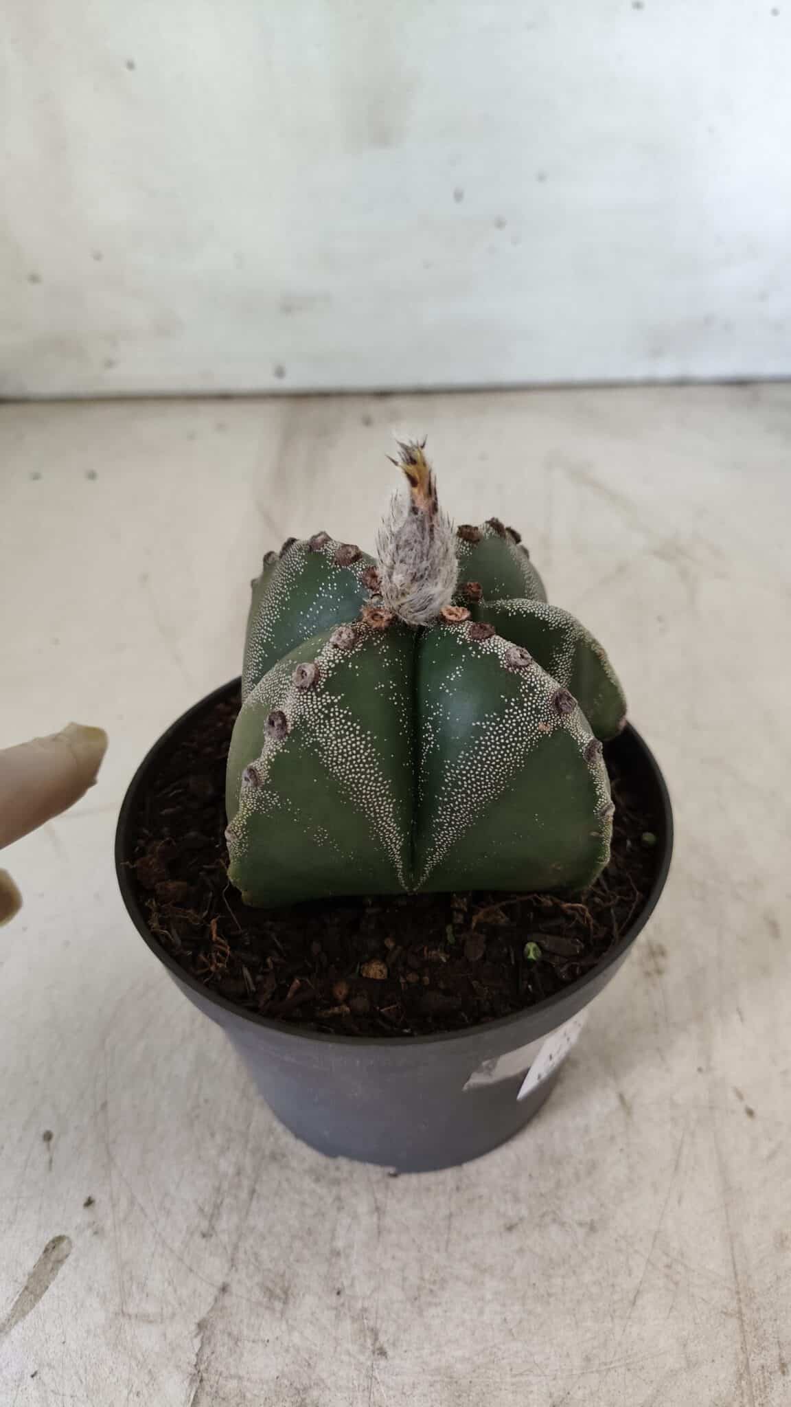ASTROPHYTUM MYRIOSTIGMA Nº 706 – vaso 11
