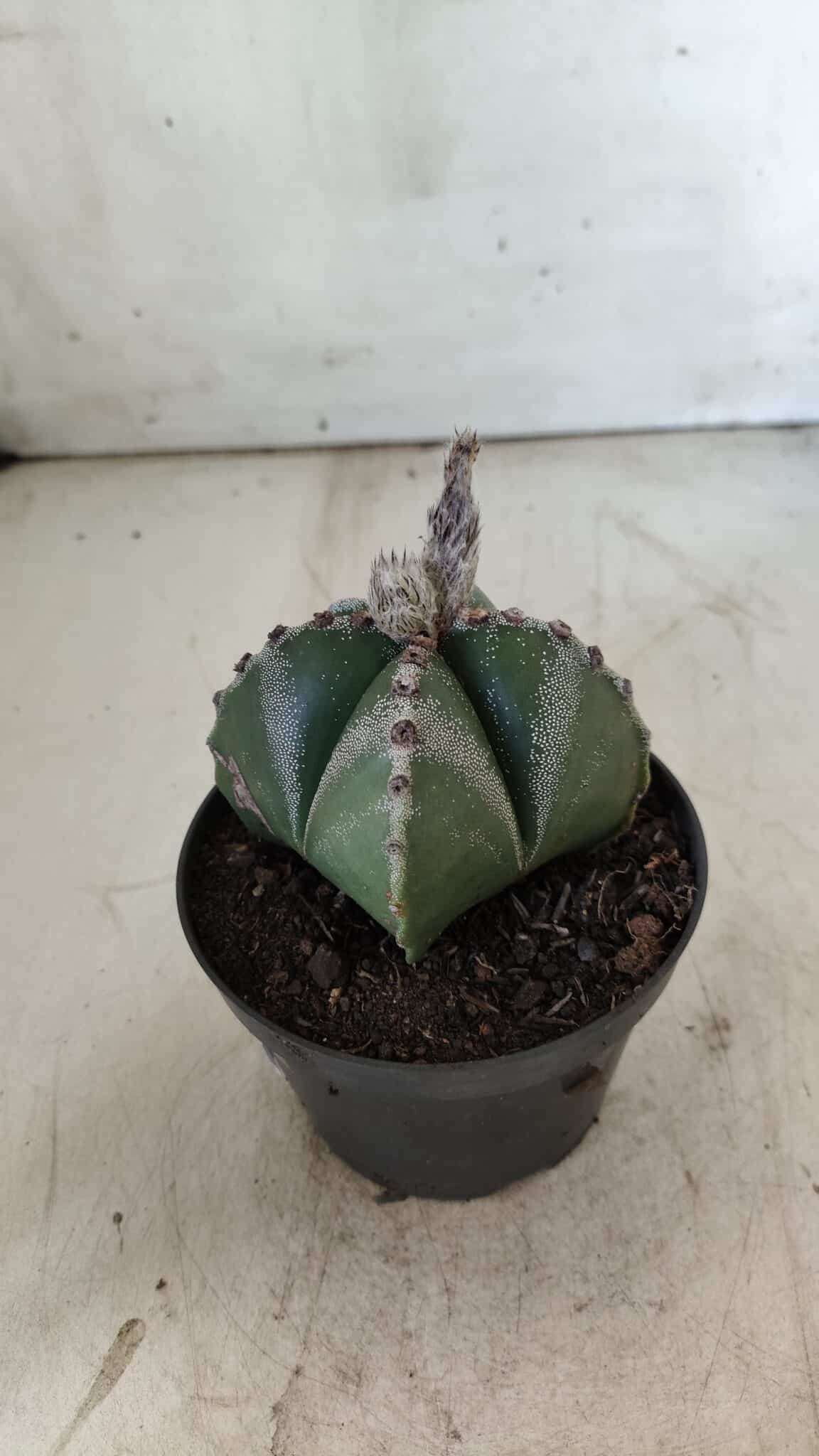 ASTROPHYTUM MYRIOSTIGMA Nº 706 – vaso 11