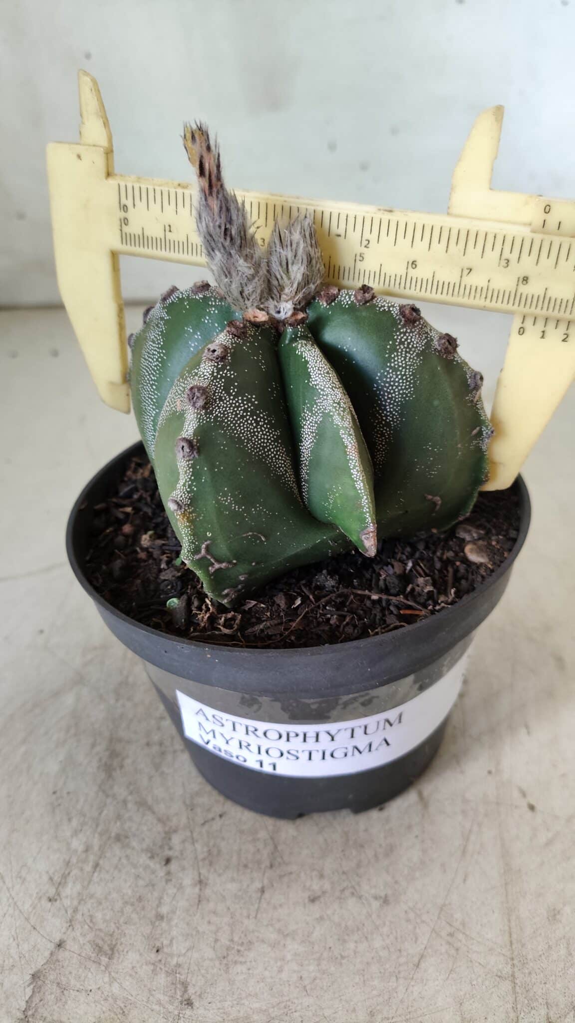ASTROPHYTUM MYRIOSTIGMA Nº 706 – vaso 11