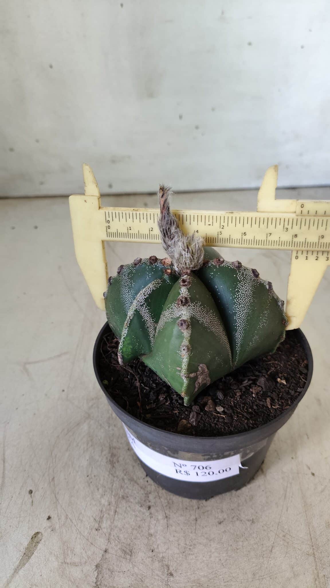 ASTROPHYTUM MYRIOSTIGMA Nº 706 – vaso 11