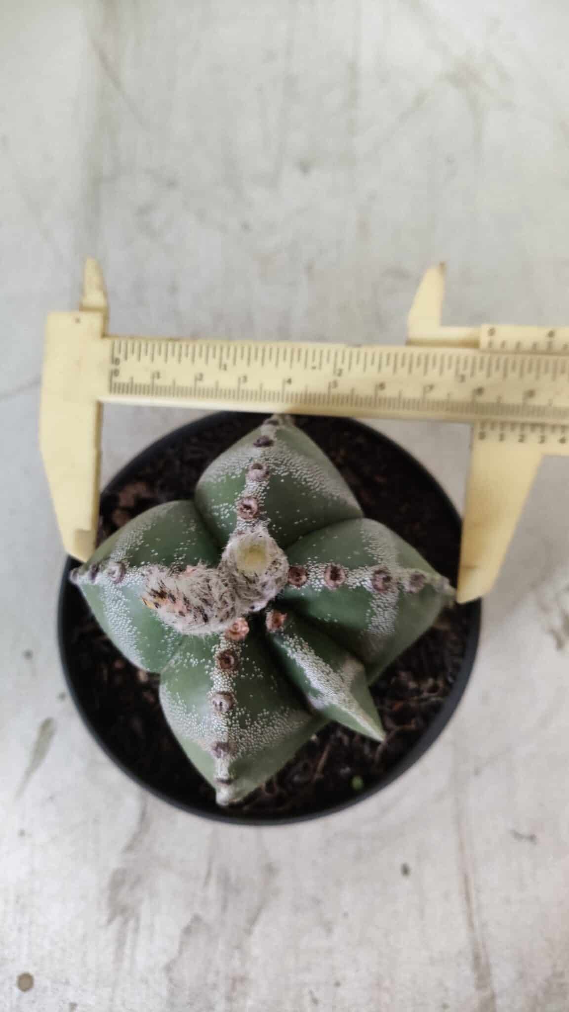 ASTROPHYTUM MYRIOSTIGMA Nº 706 – vaso 11