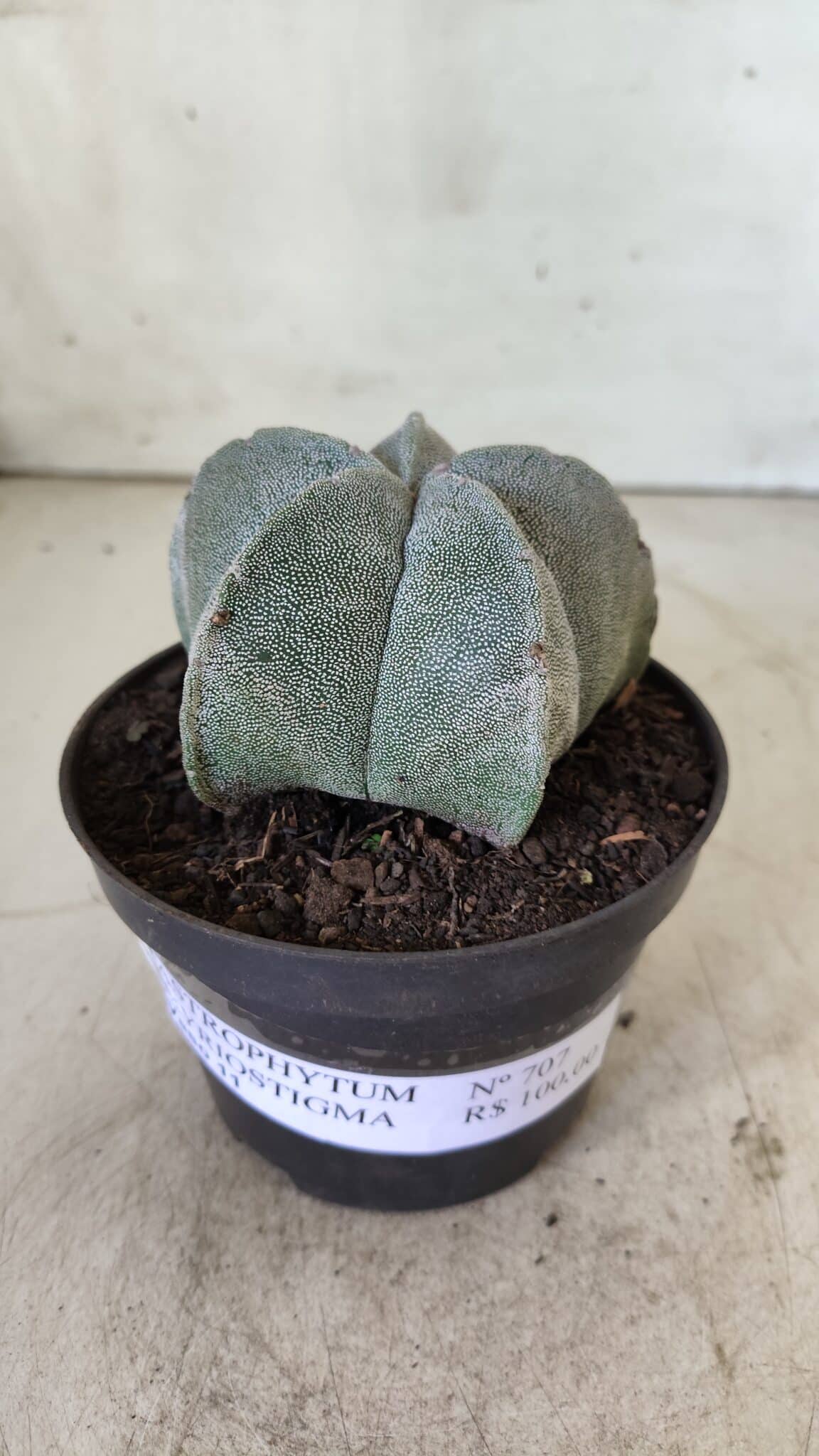 ASTROPHYTUM MYRIOSTIGMA Nº 707 – vaso 11