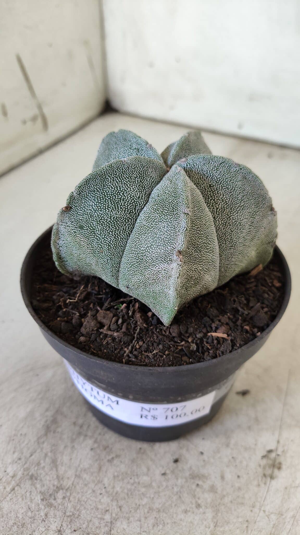 ASTROPHYTUM MYRIOSTIGMA Nº 707 – vaso 11