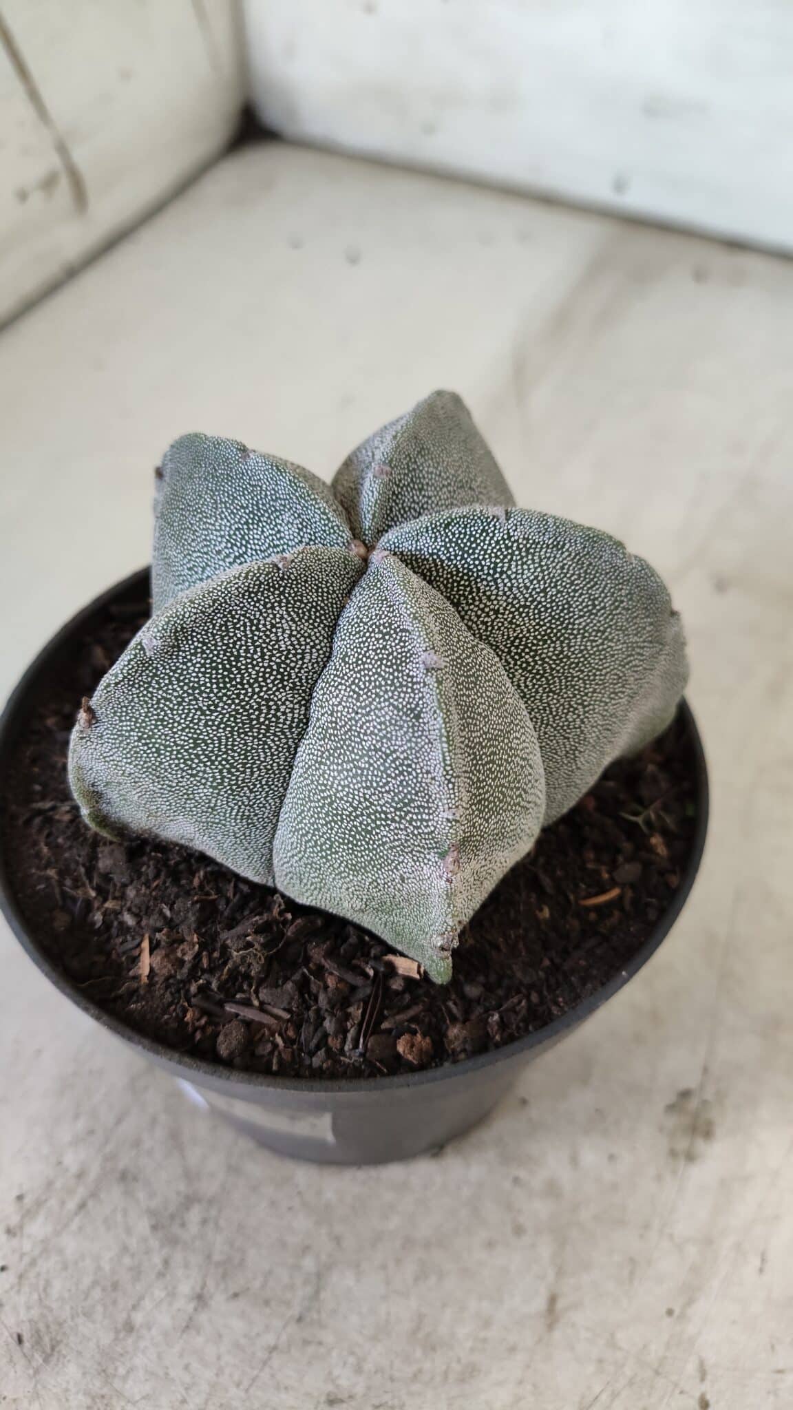 ASTROPHYTUM MYRIOSTIGMA Nº 707 – vaso 11