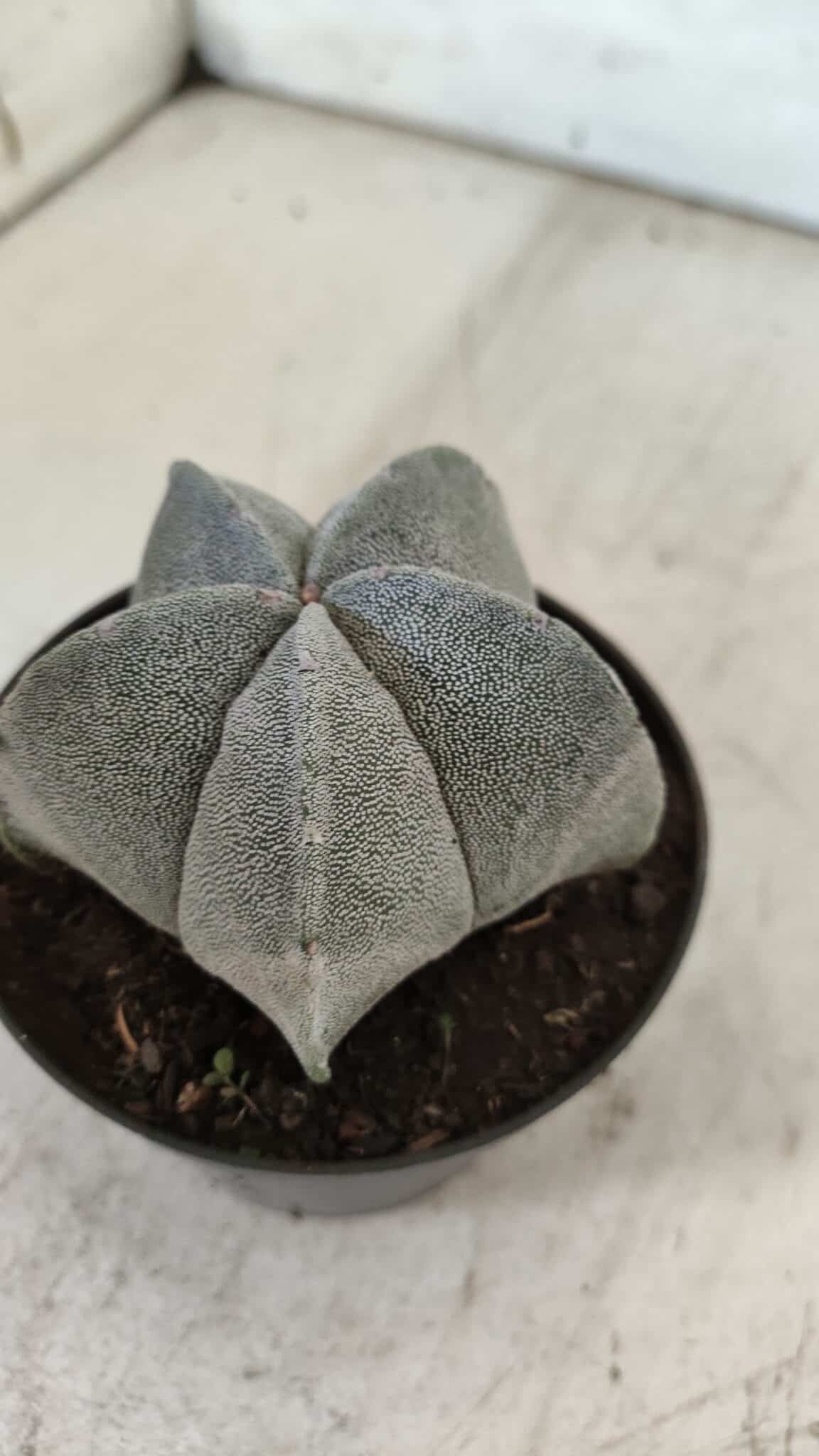 ASTROPHYTUM MYRIOSTIGMA Nº 707 – vaso 11