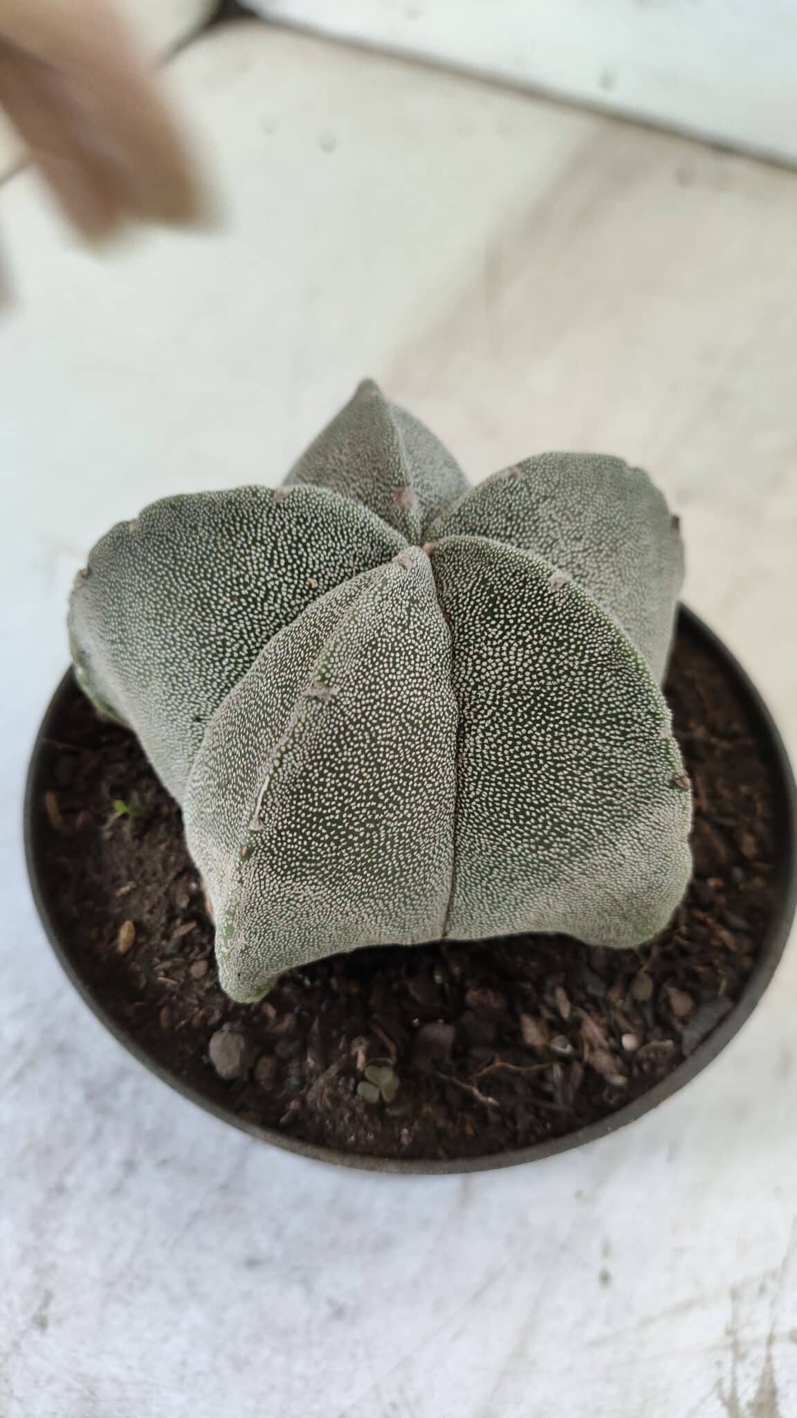 ASTROPHYTUM MYRIOSTIGMA Nº 707 – vaso 11