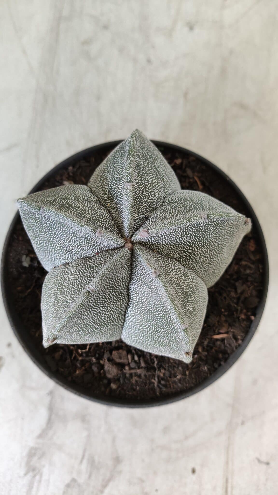 ASTROPHYTUM MYRIOSTIGMA Nº 707 – vaso 11