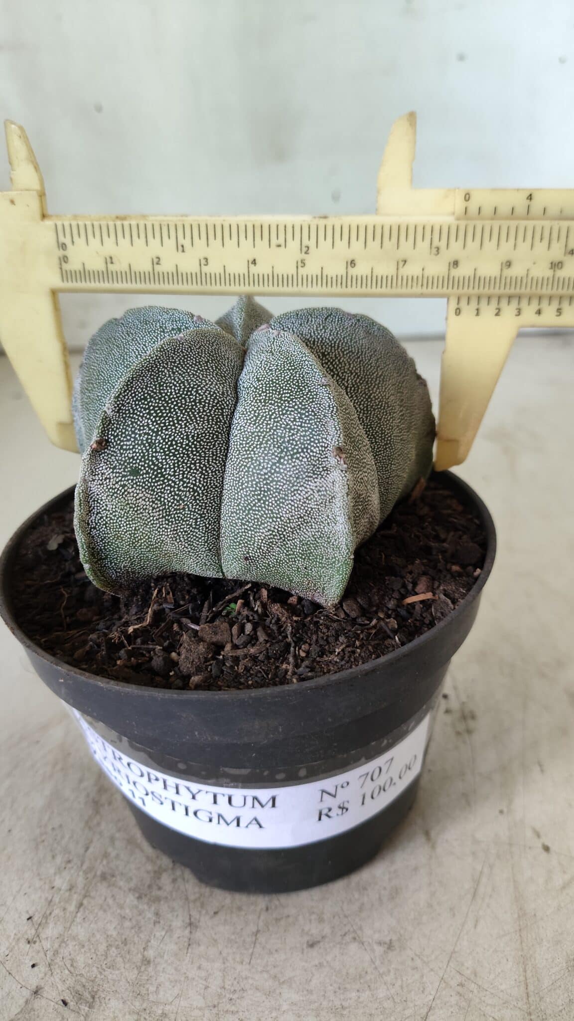 ASTROPHYTUM MYRIOSTIGMA Nº 707 – vaso 11