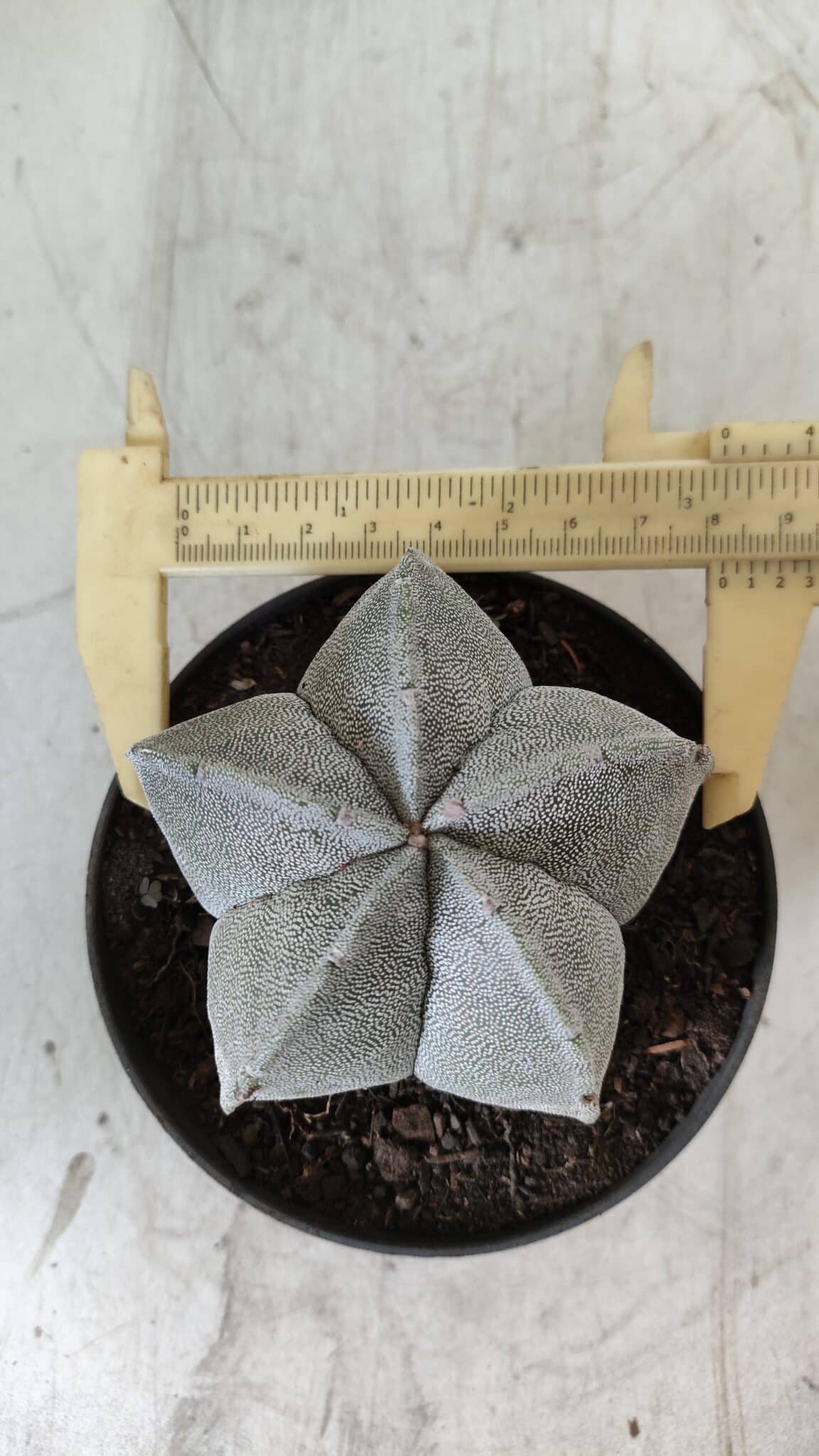 ASTROPHYTUM MYRIOSTIGMA Nº 707 – vaso 11