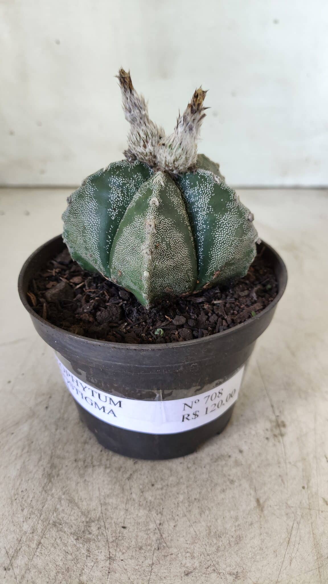 ASTROPHYTUM MYRIOSTIGMA Nº 708 – vaso 11