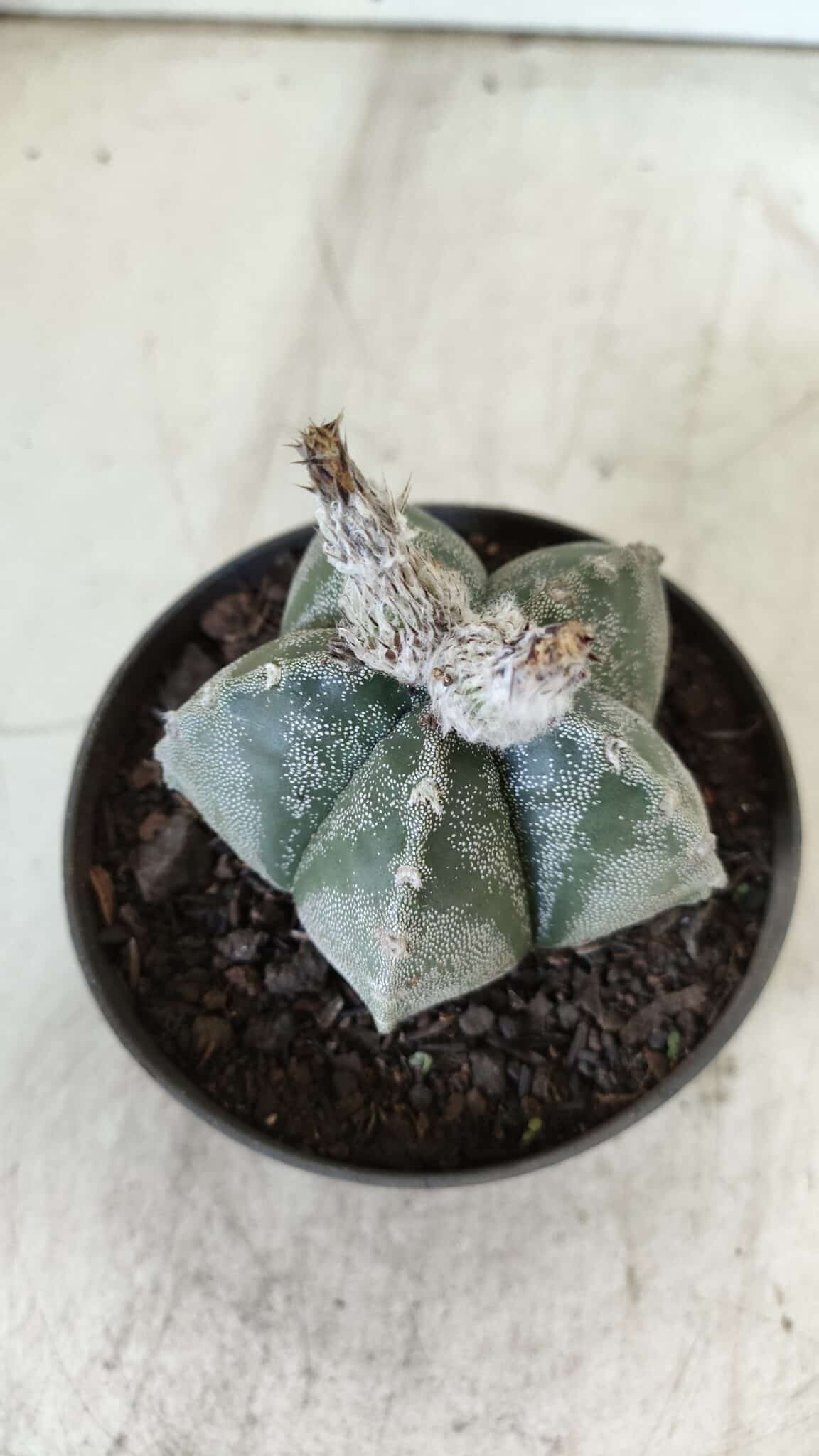 ASTROPHYTUM MYRIOSTIGMA Nº 708 – vaso 11