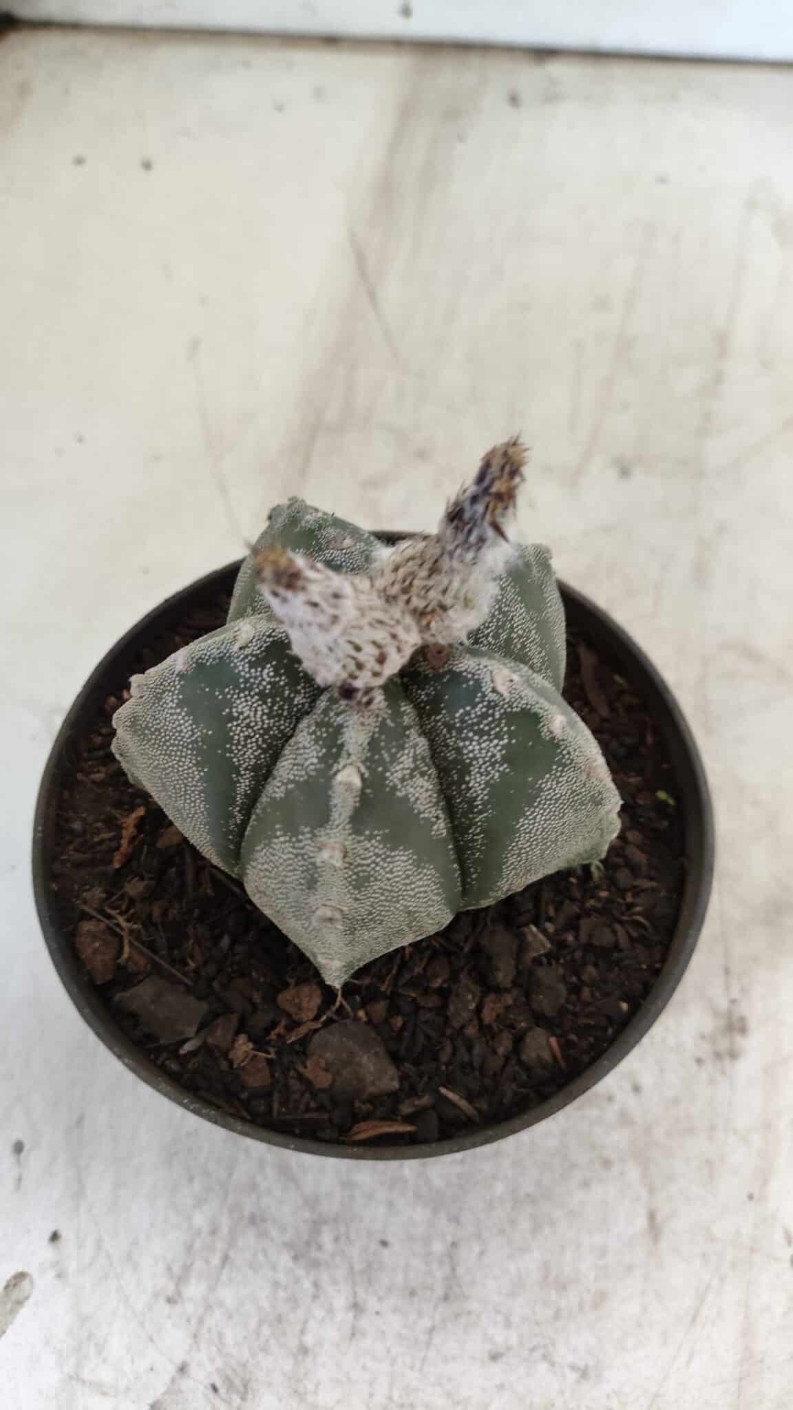 ASTROPHYTUM MYRIOSTIGMA Nº 708 – vaso 11