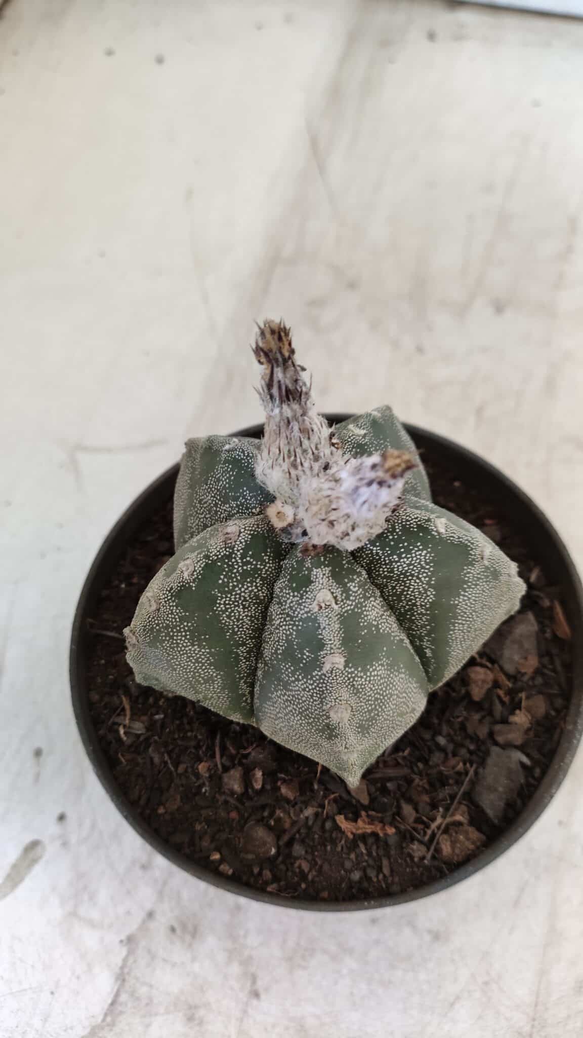 ASTROPHYTUM MYRIOSTIGMA Nº 708 – vaso 11